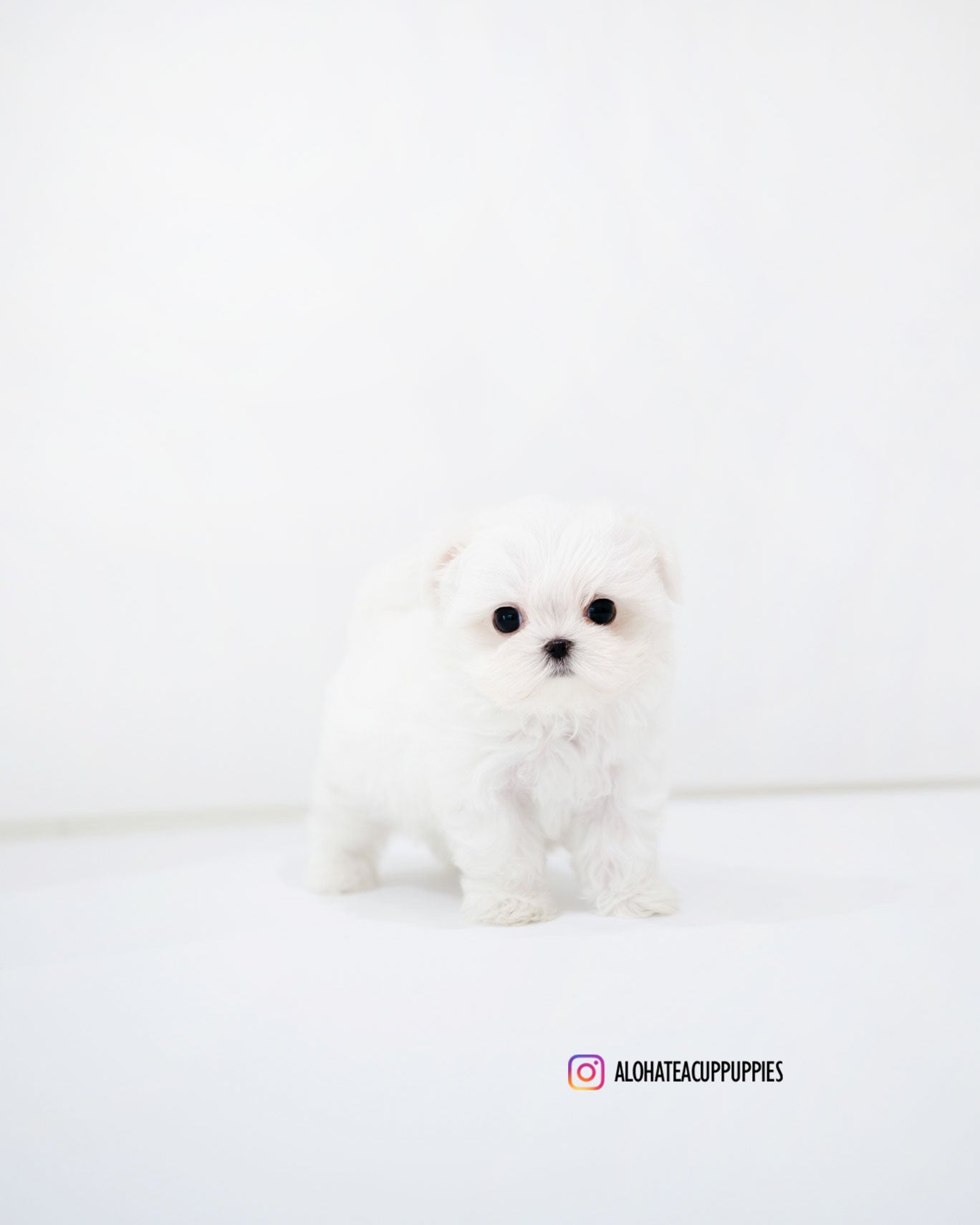 Sara [TEACUP MALTESE]