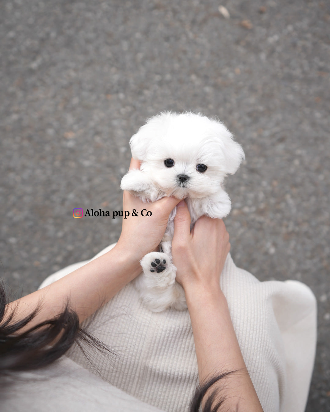 Otis [TEACUP MALTESE]