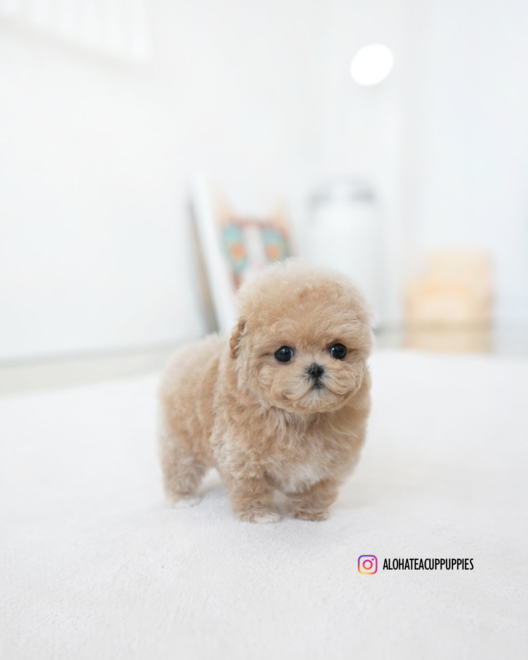 Ashley [TEACUP MALTIPOO]