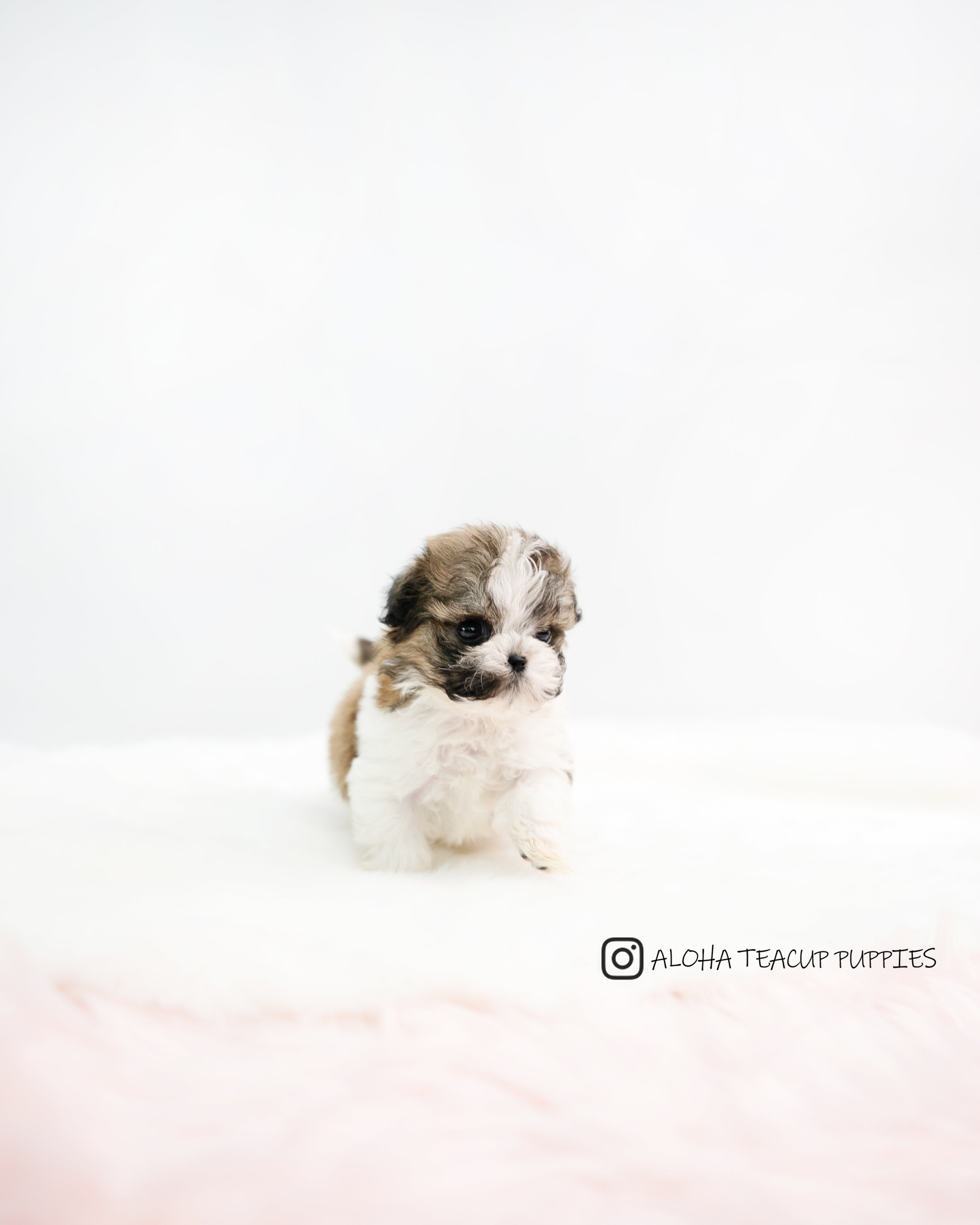 Nico [TEACUP MALTIPOO]