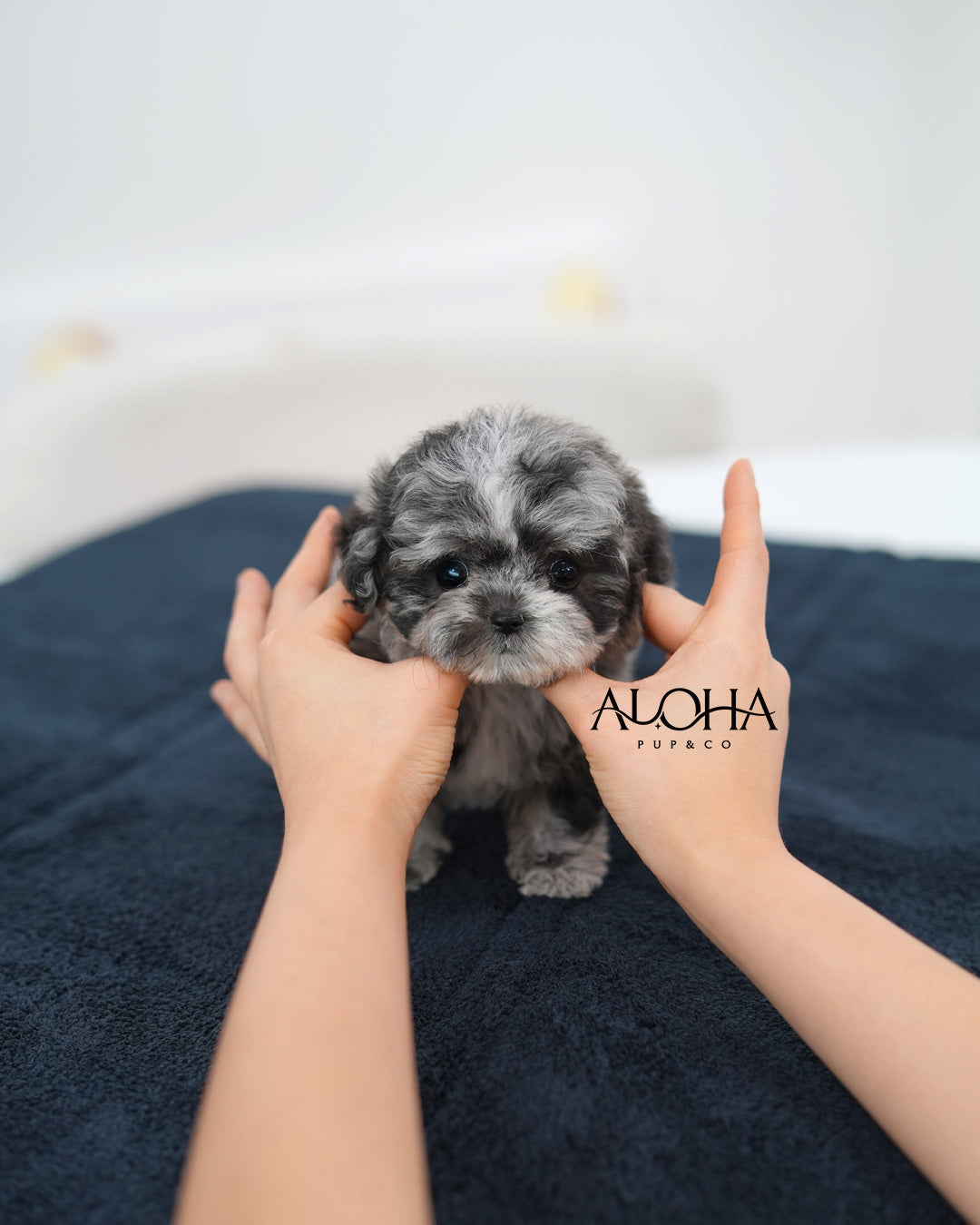 Penny [TEACUP POODLE]