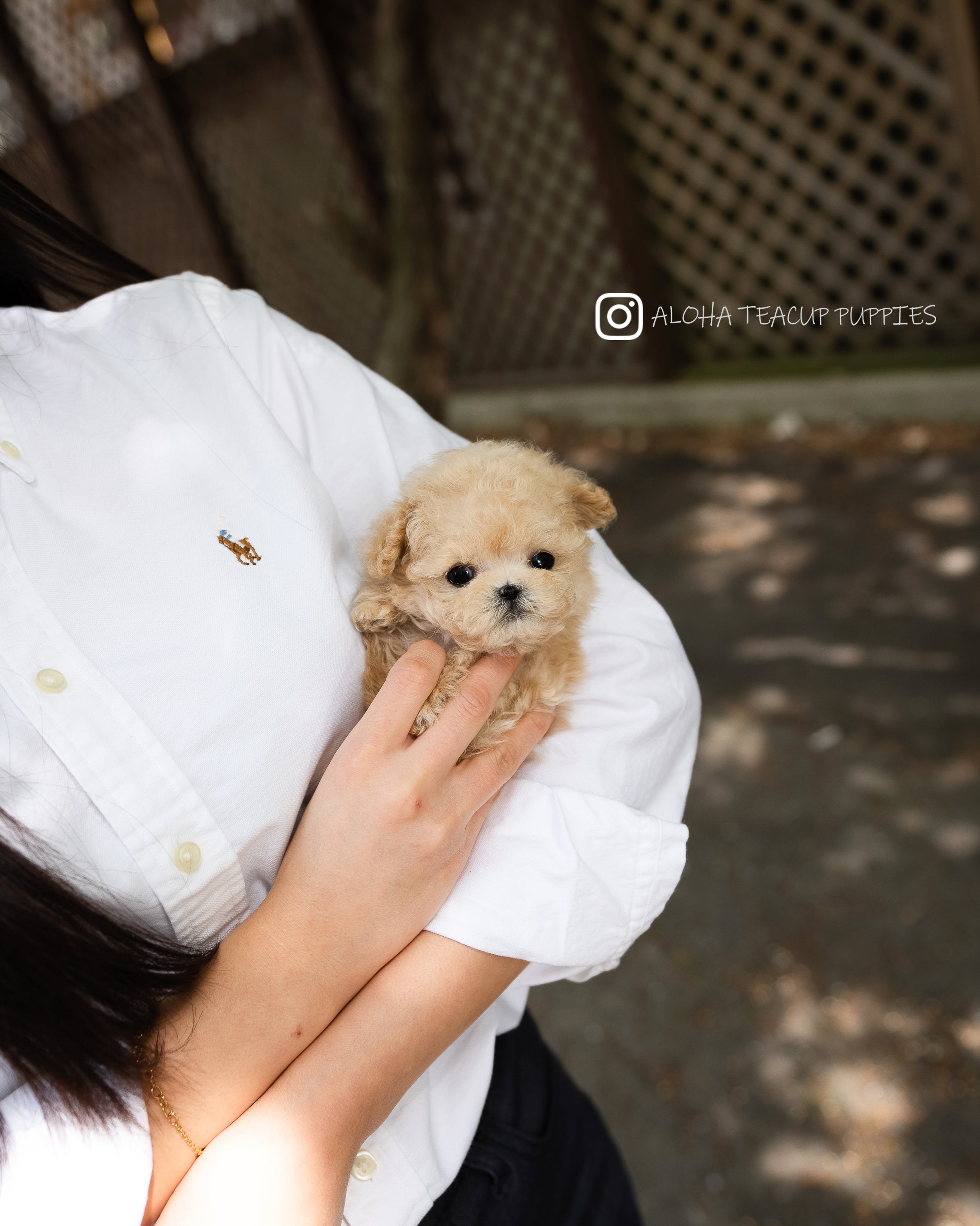 Arlo [TEACUP POODLE]