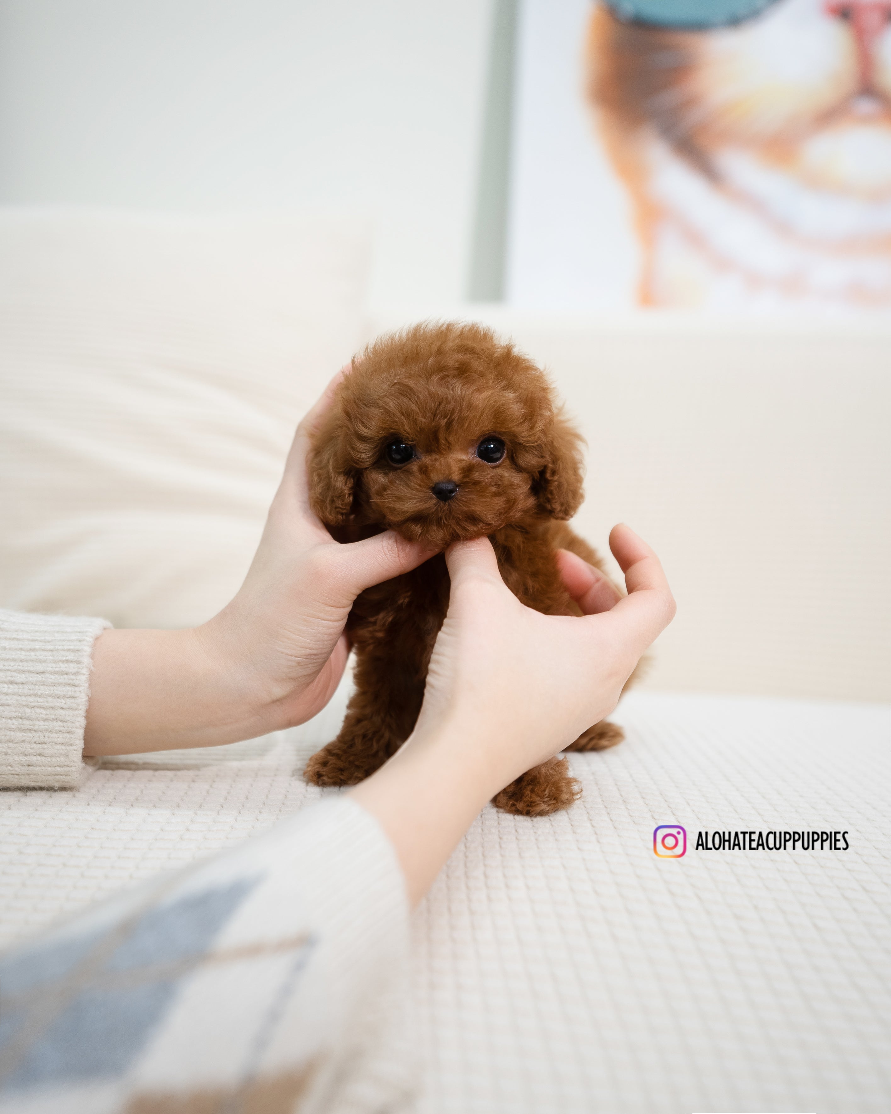 Dion [TEACUP POODLE]