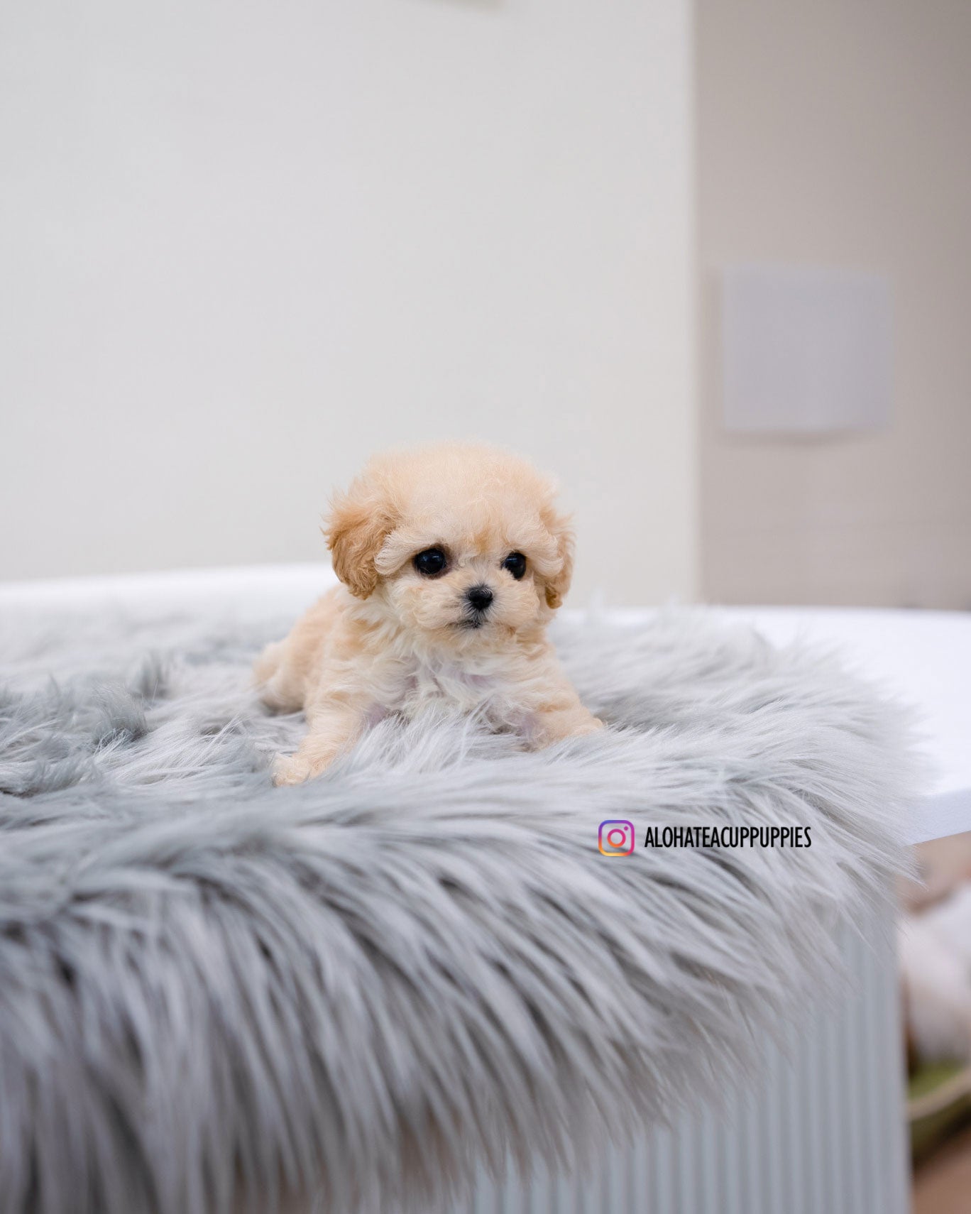 Clover [TEACUP MALTIPOO]