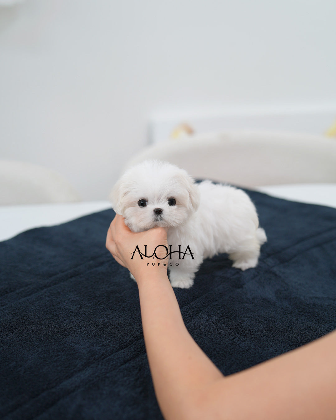 Sera [TEACUP Maltese]