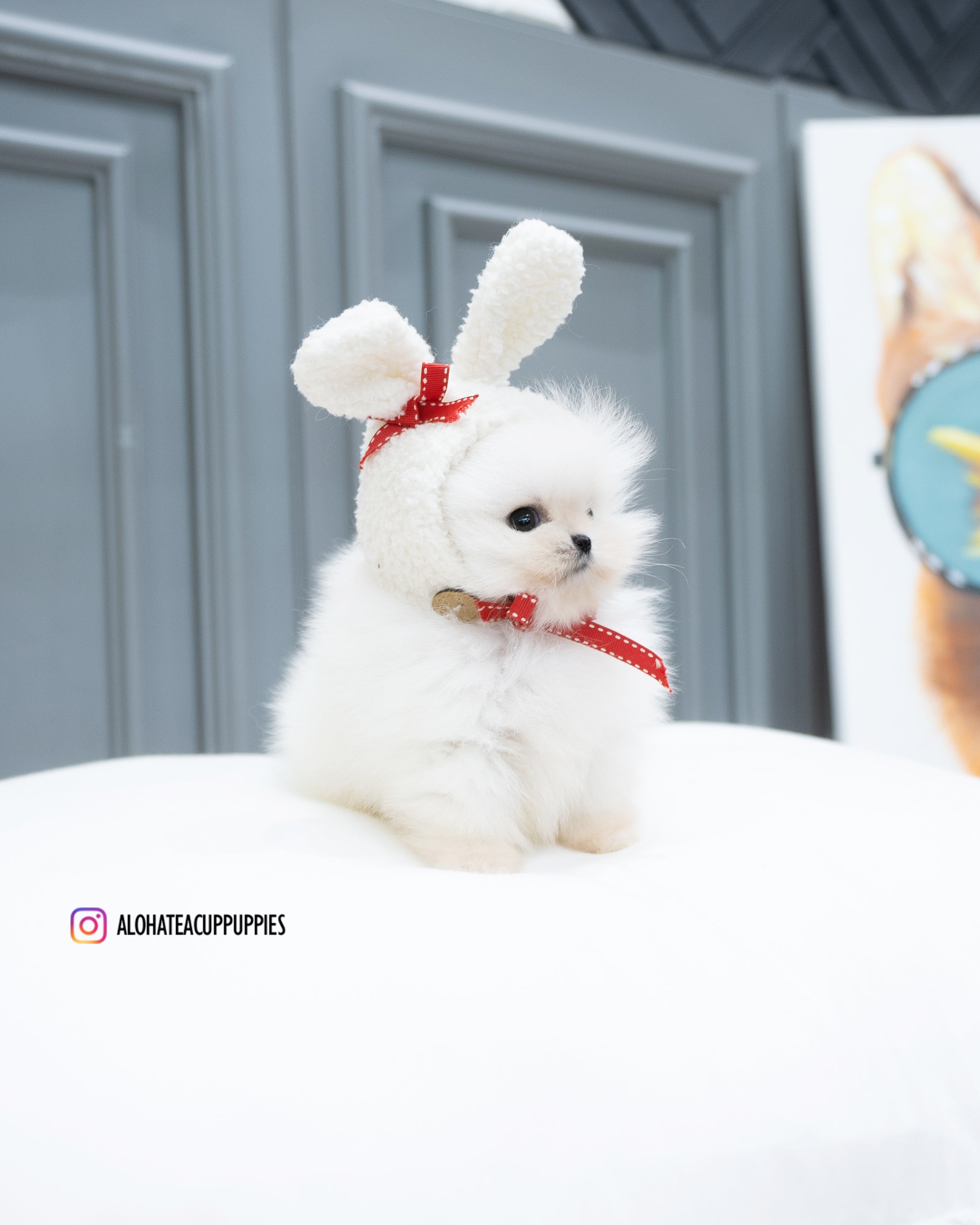 Mickey [POMERANIA TAZA DE TÉ]