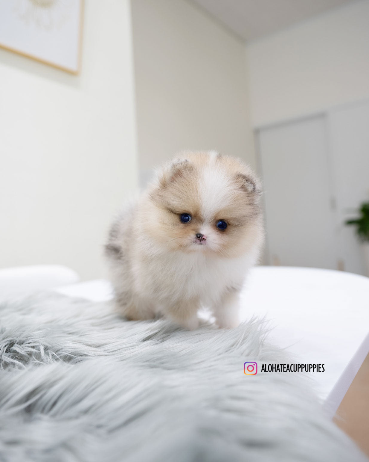 Leal [POMERANIA TAZA DE TÉ]