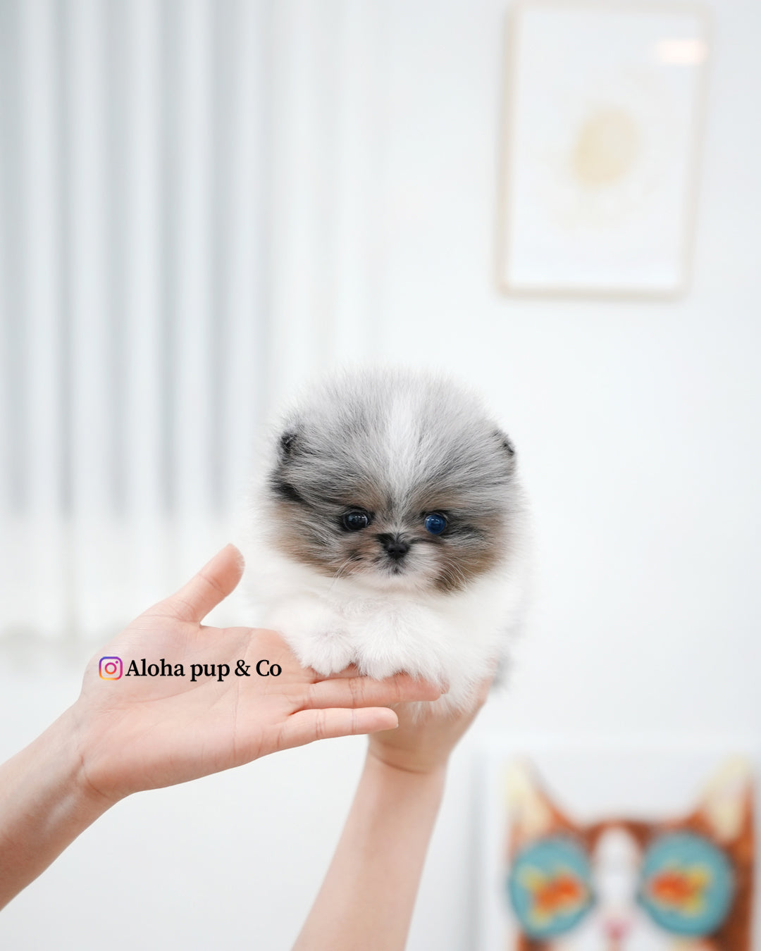 Lior [POMERANIA TAZA DE TÉ]