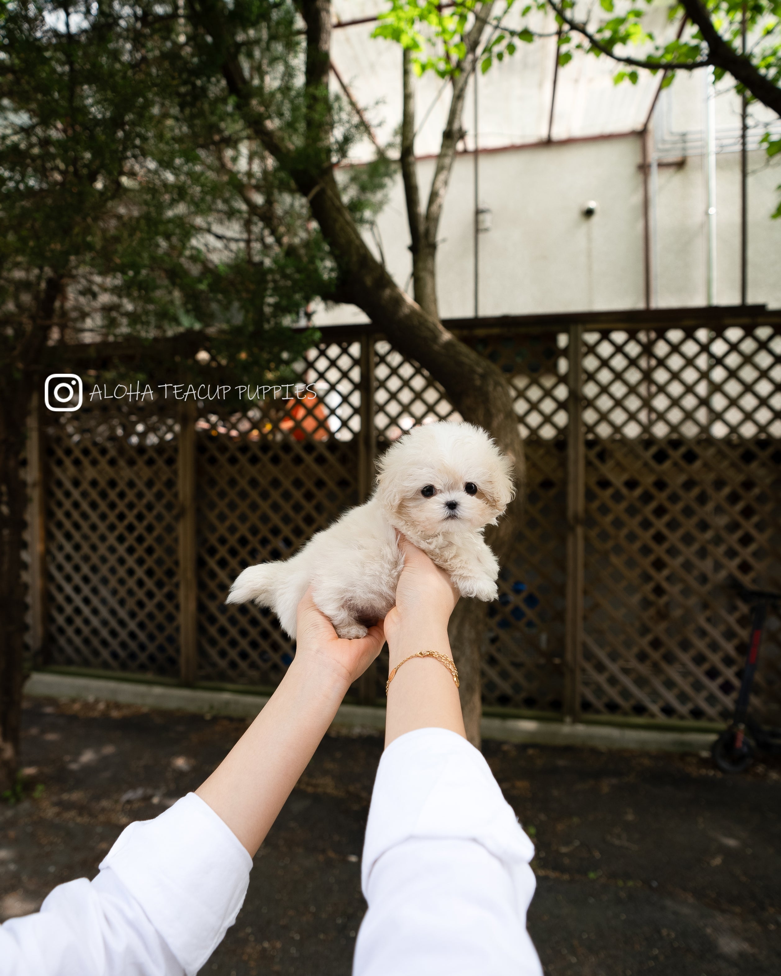 Ari [TEACUP MALTIPOO]