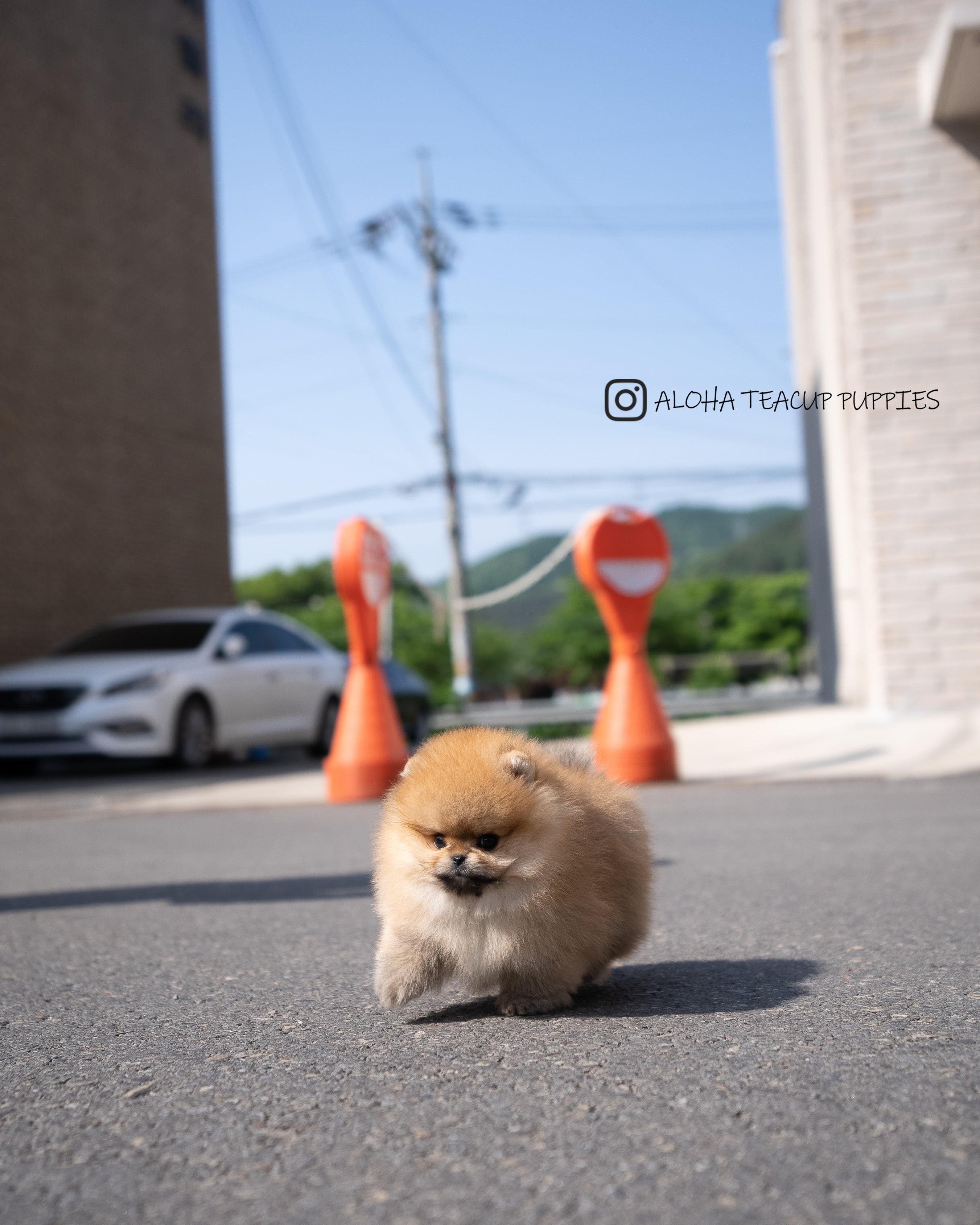 Theo [POMERANIA TAZA DE TÉ]