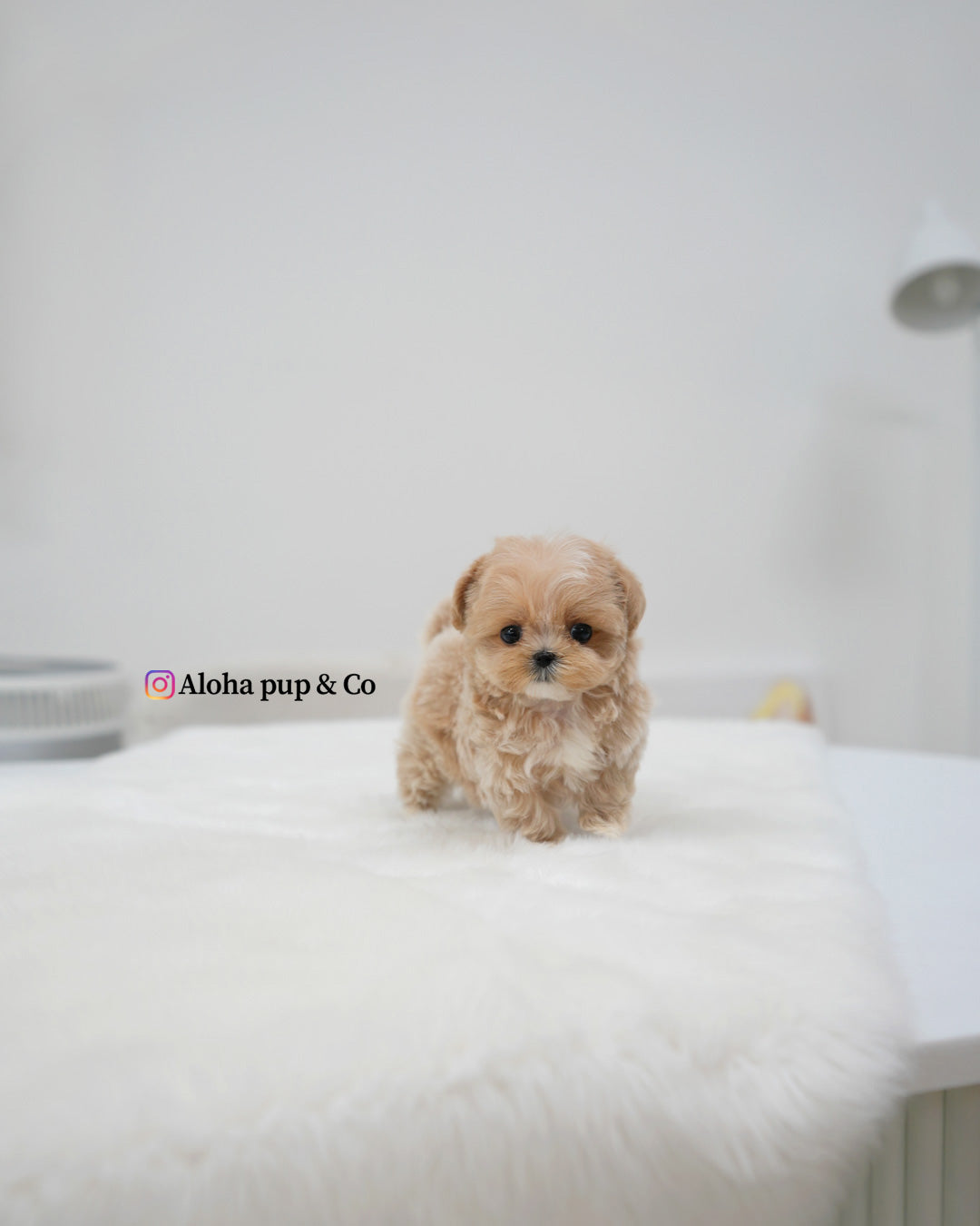 Cici [TEACUP MALTIPOO]