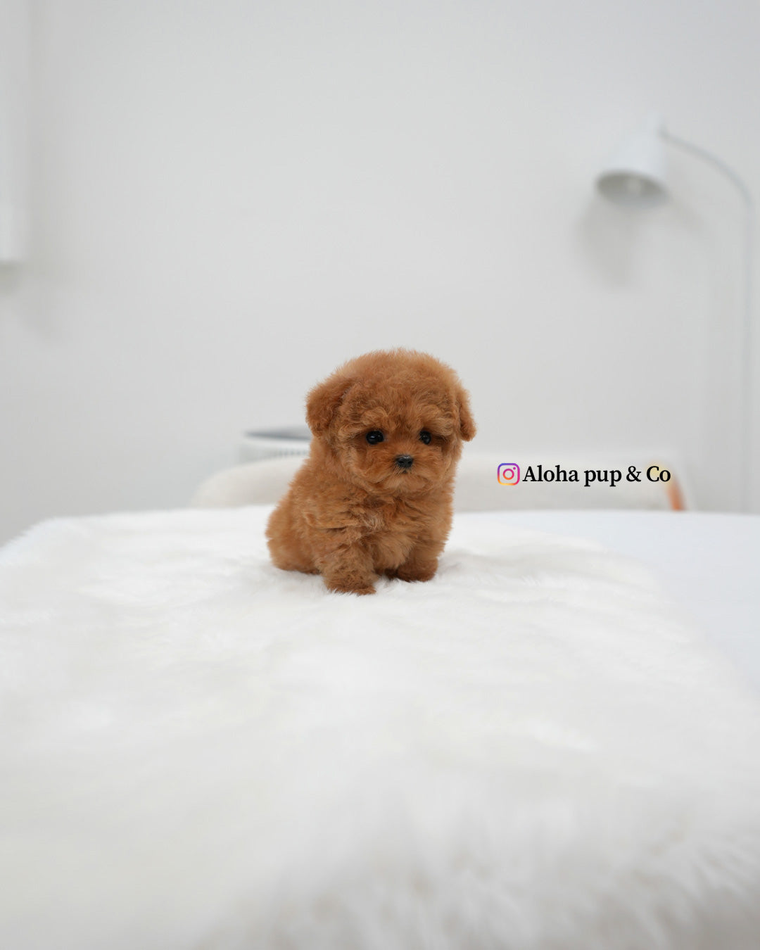 Mina [TEACUP POODLE]
