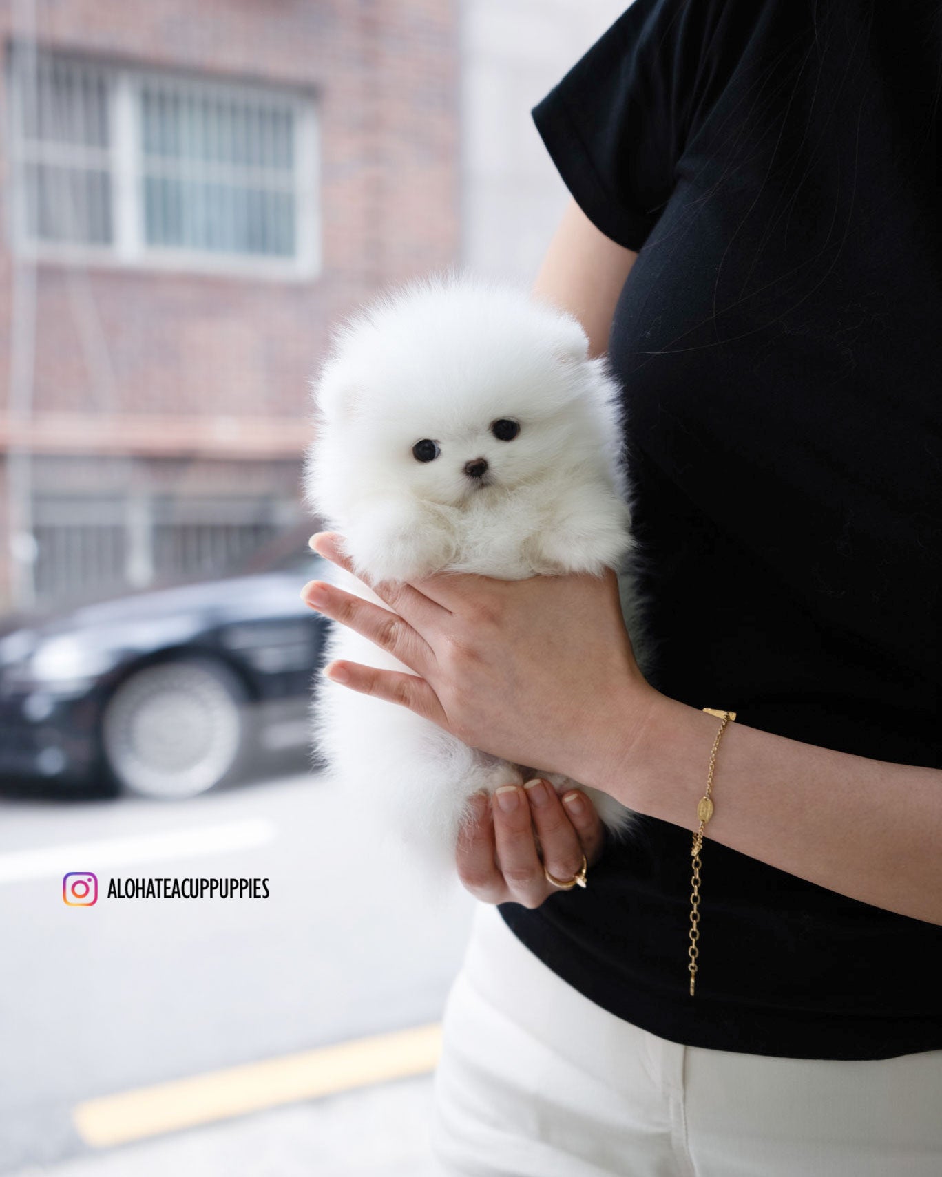 Darcy [POMERANIA TAZA DE TÉ]