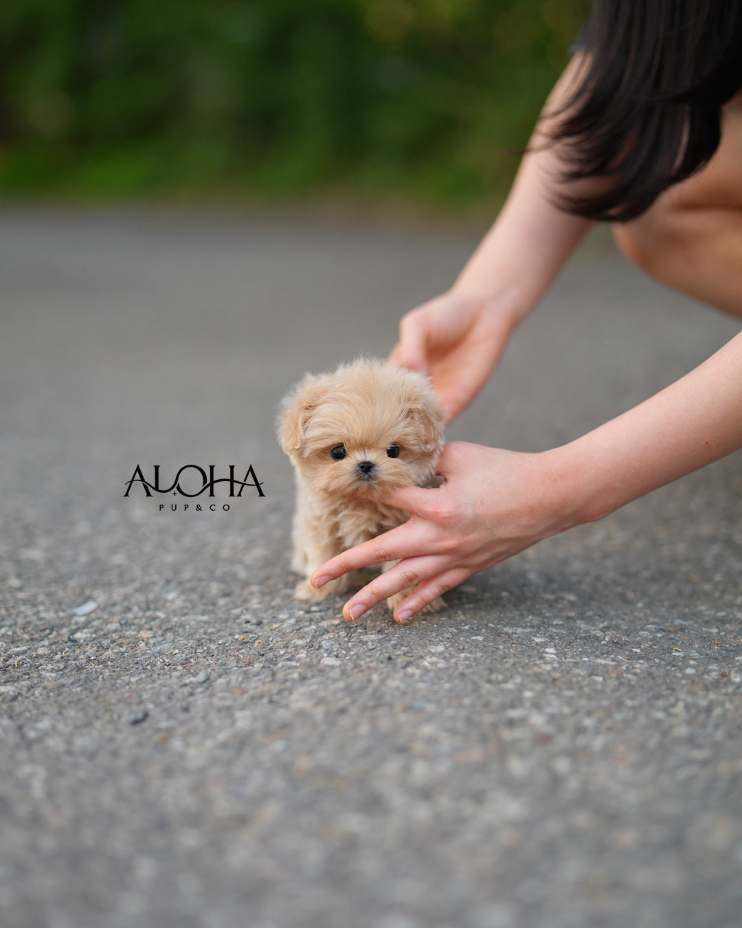 Romy [TEACUP MALTIPOO]