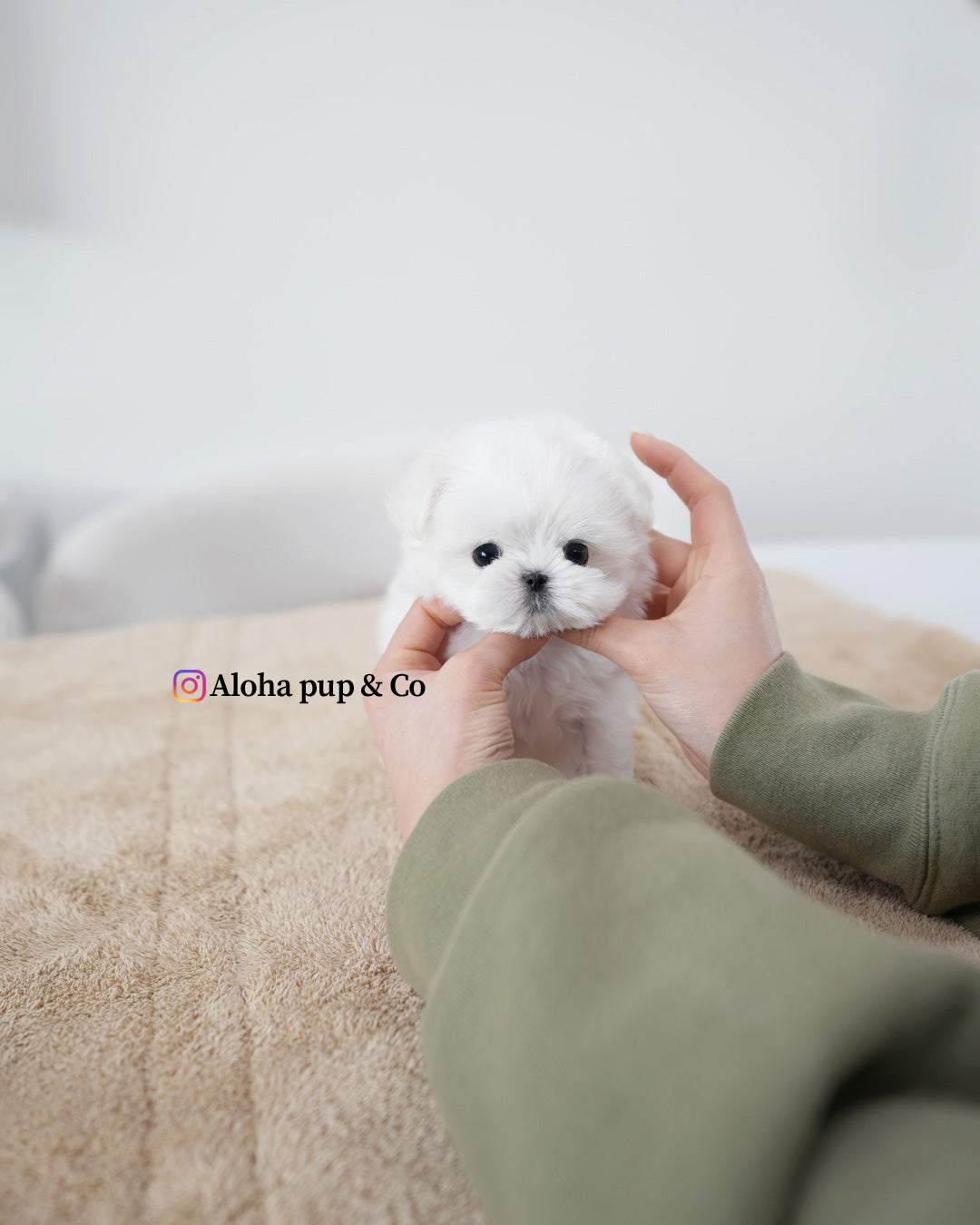Leo [TEACUP MALTESE]