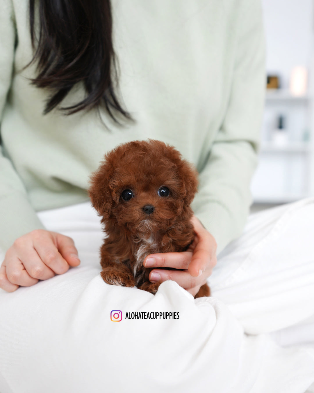 Evelyn [TEACUP POODLE]