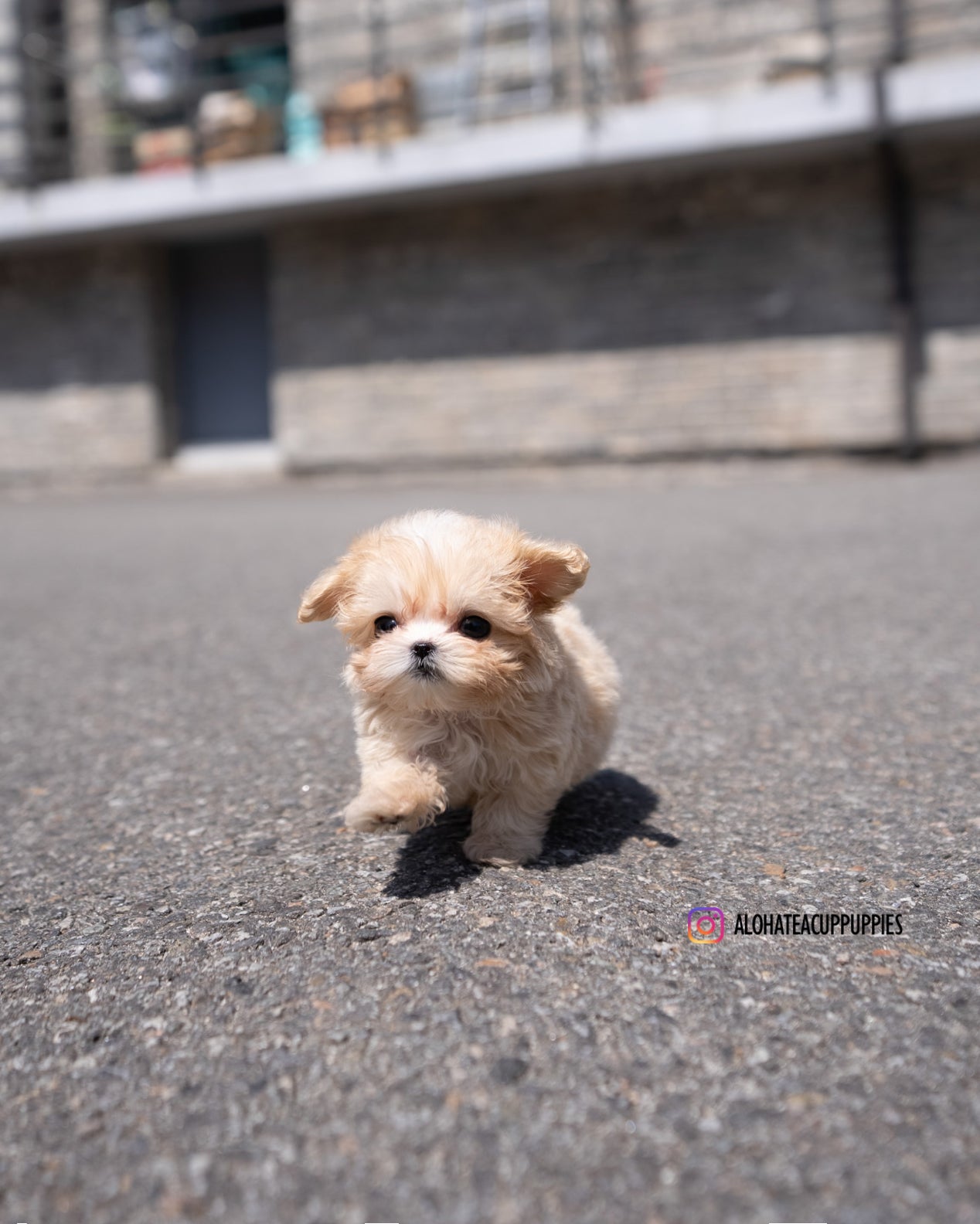 Lennon [TEACUP MALTIPOO]