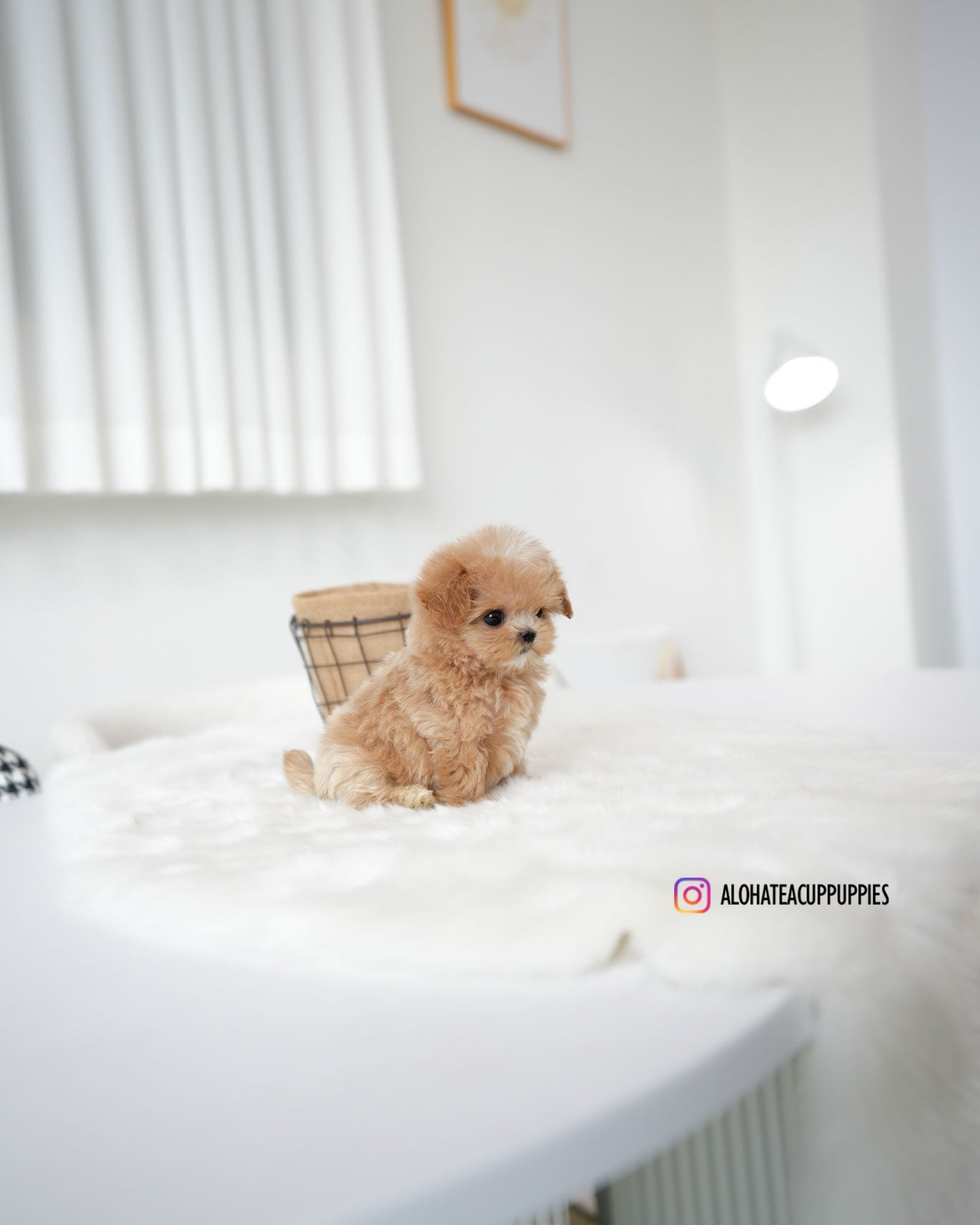 Bambi [TEACUP MALTIPOO]