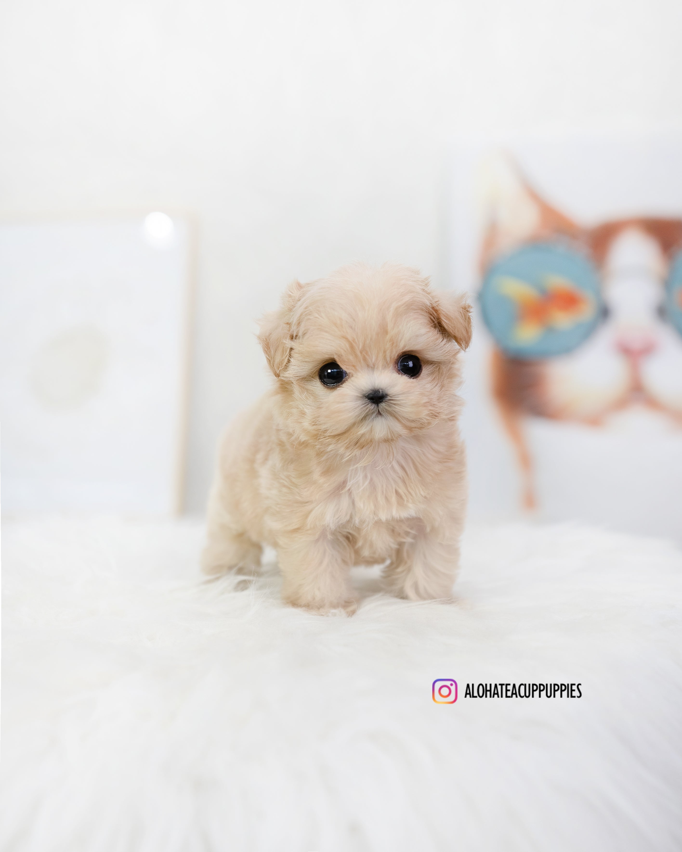Romio [TEACUP MALTIPOO]