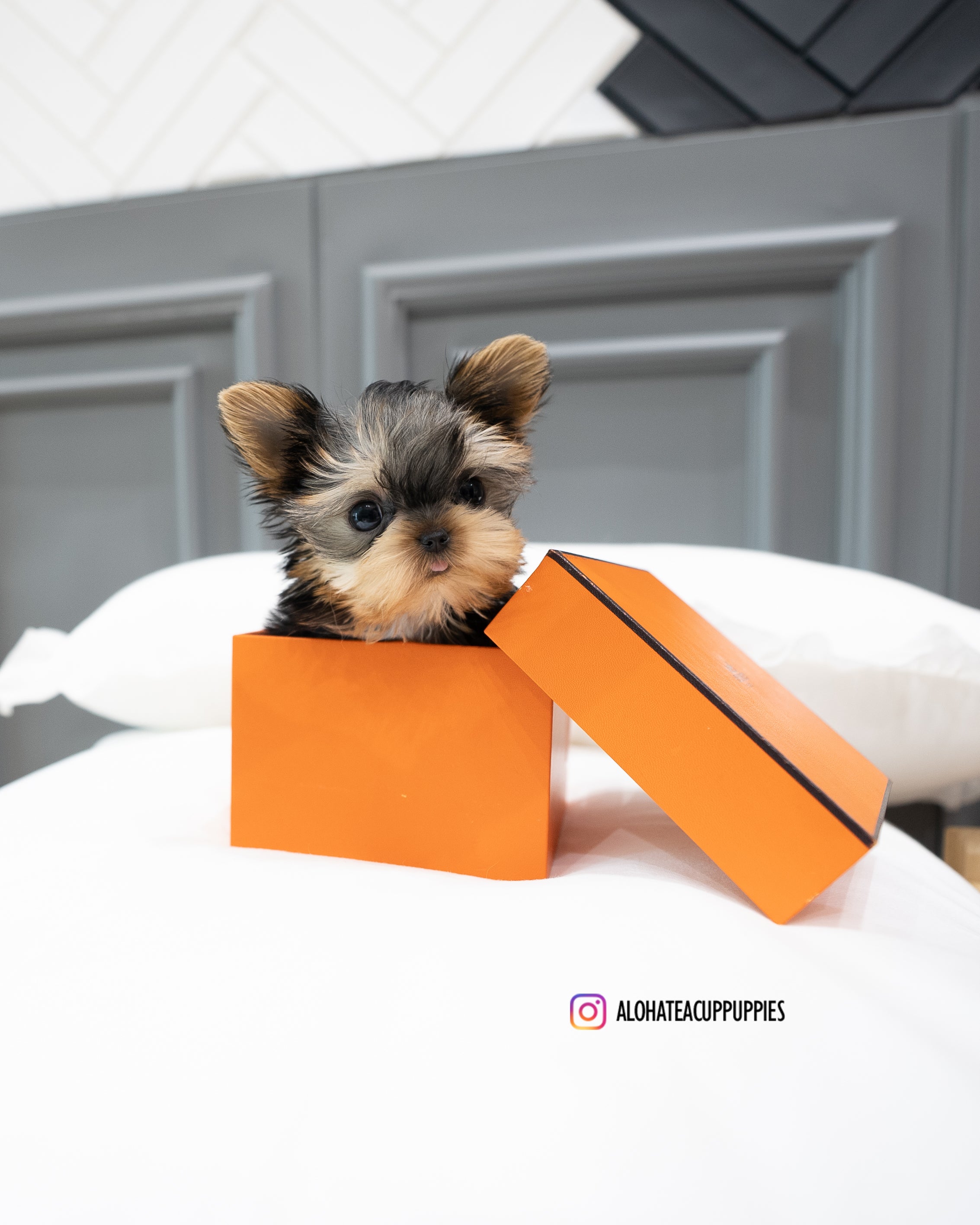 Bailey [TEACUP YORKIE]