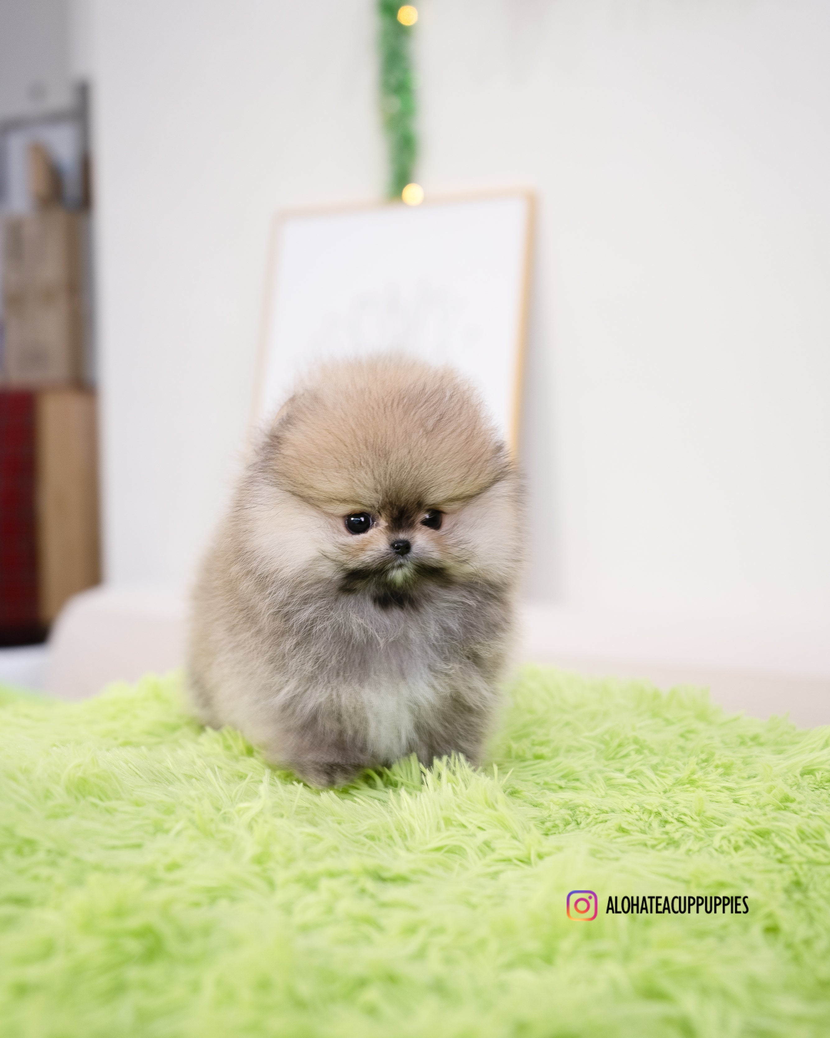 Enzo [POMERANIA TAZA DE TÉ]