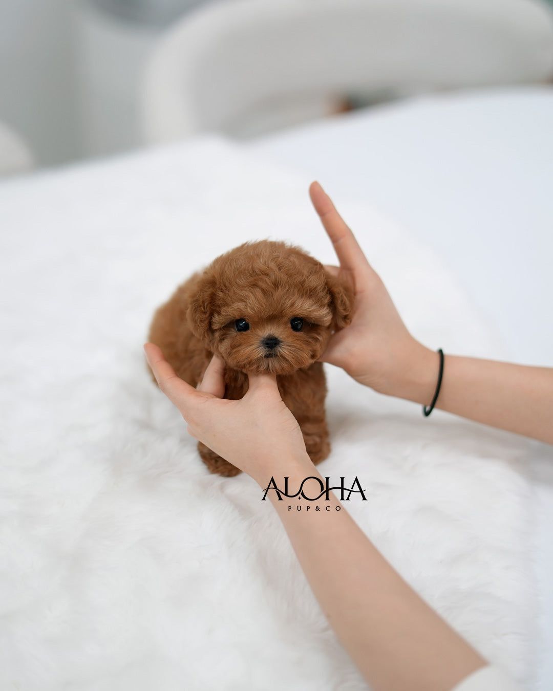 Etro [TEACUP MALTIPOO]