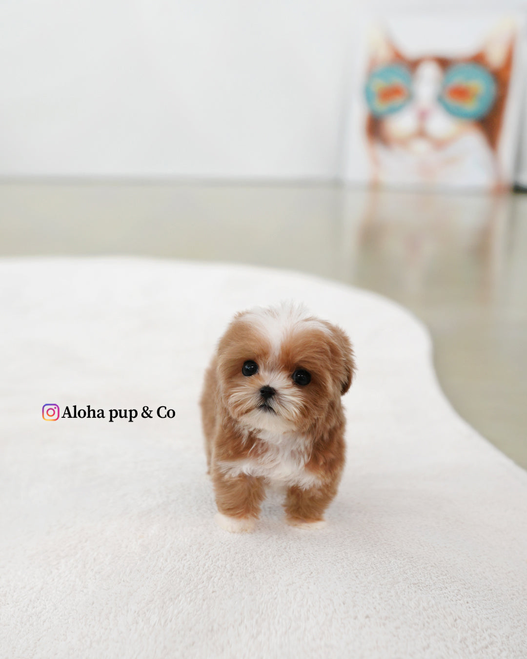Mango [TEACUP MALTIPOO]