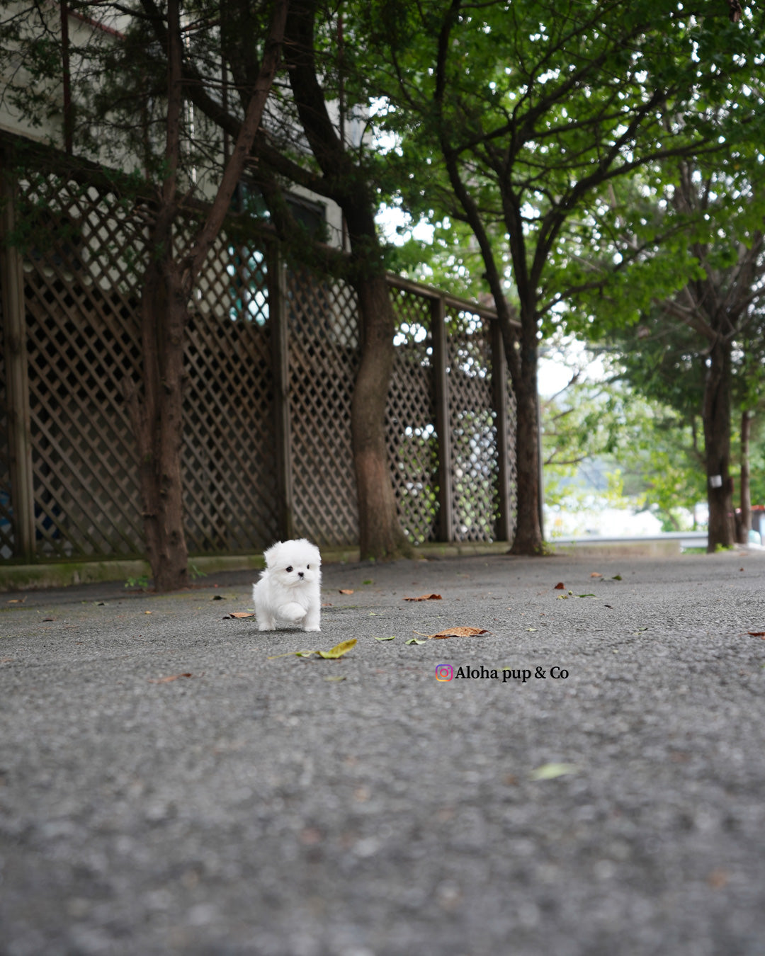 Lime [TEACUP MALTESE]