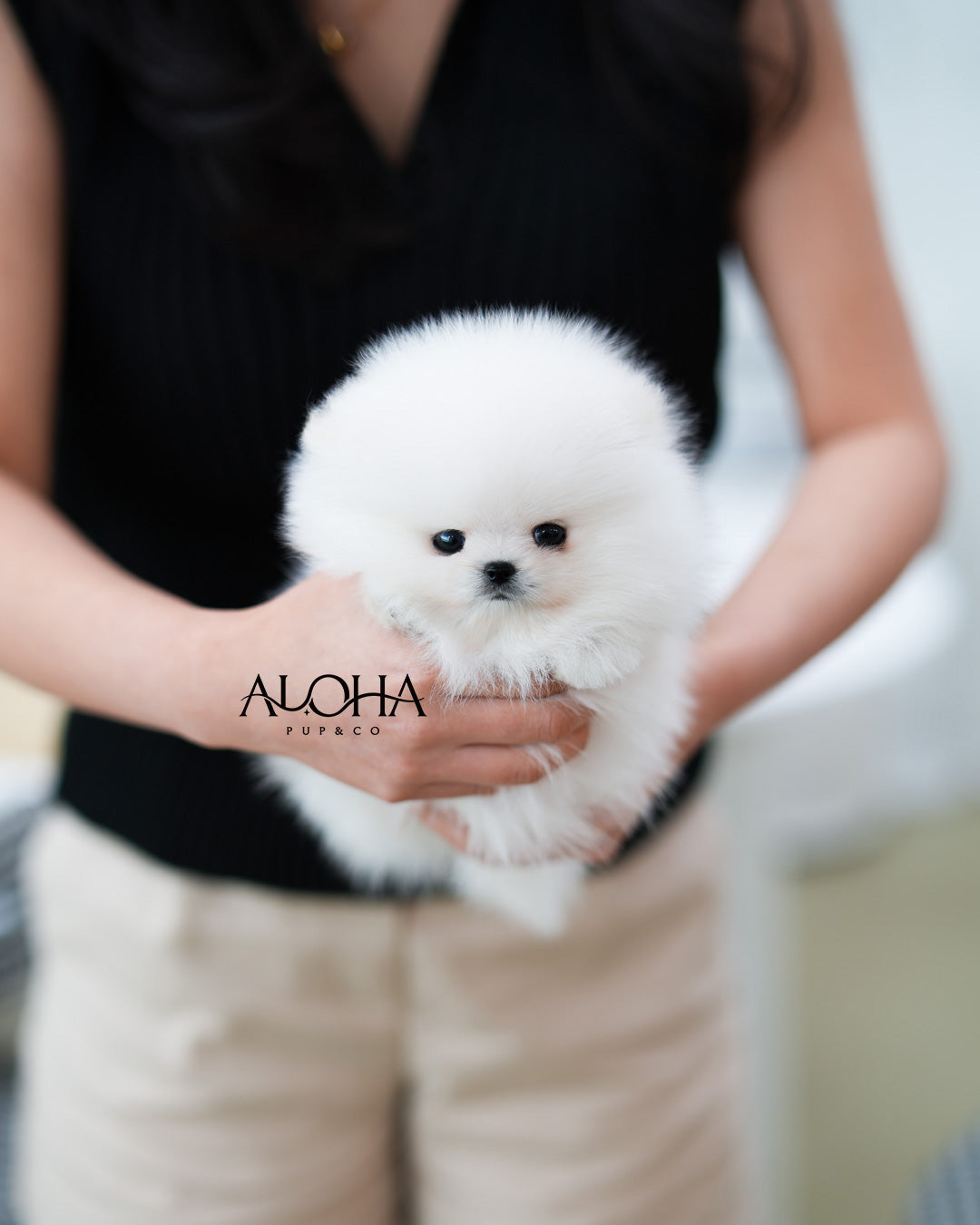 Dora [TEACUP POMERANIAN]