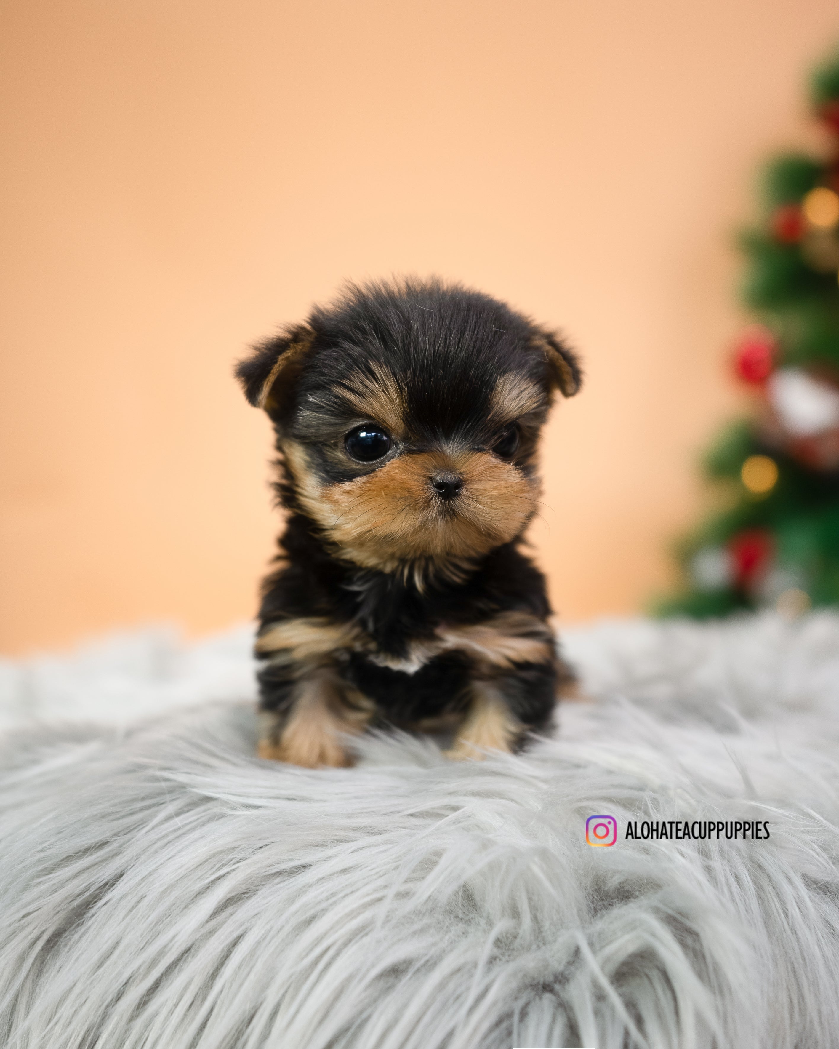 Mateo [TEACUP YORKIE]