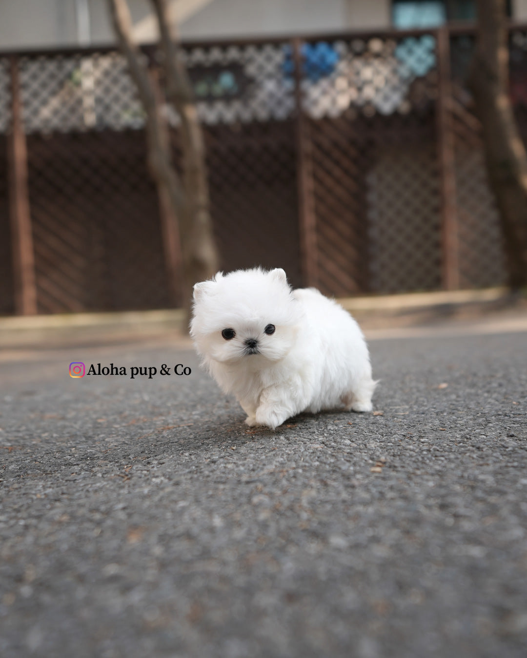 Pobi [TEACUP Maltese]