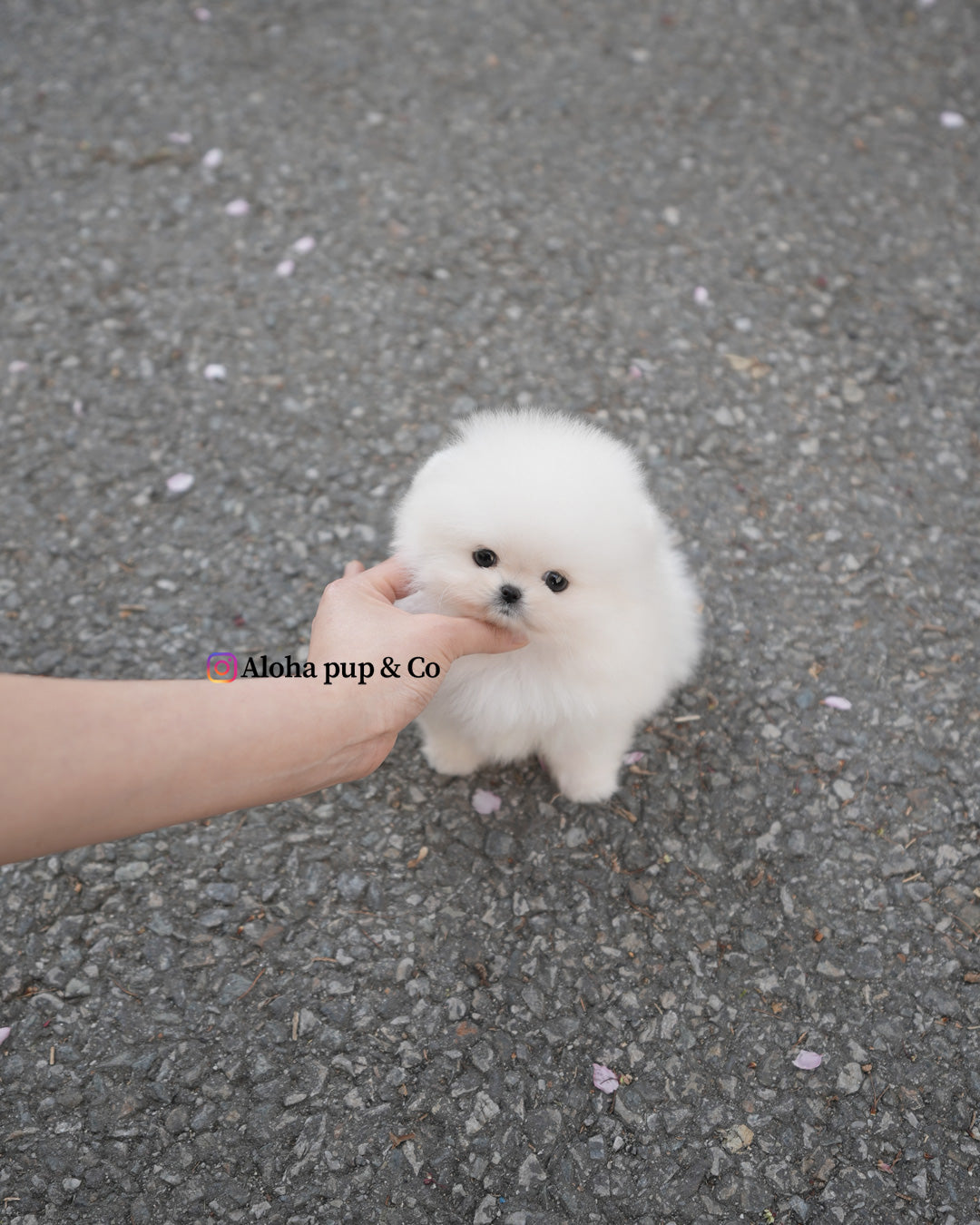 祖丽 [茶杯博美犬]