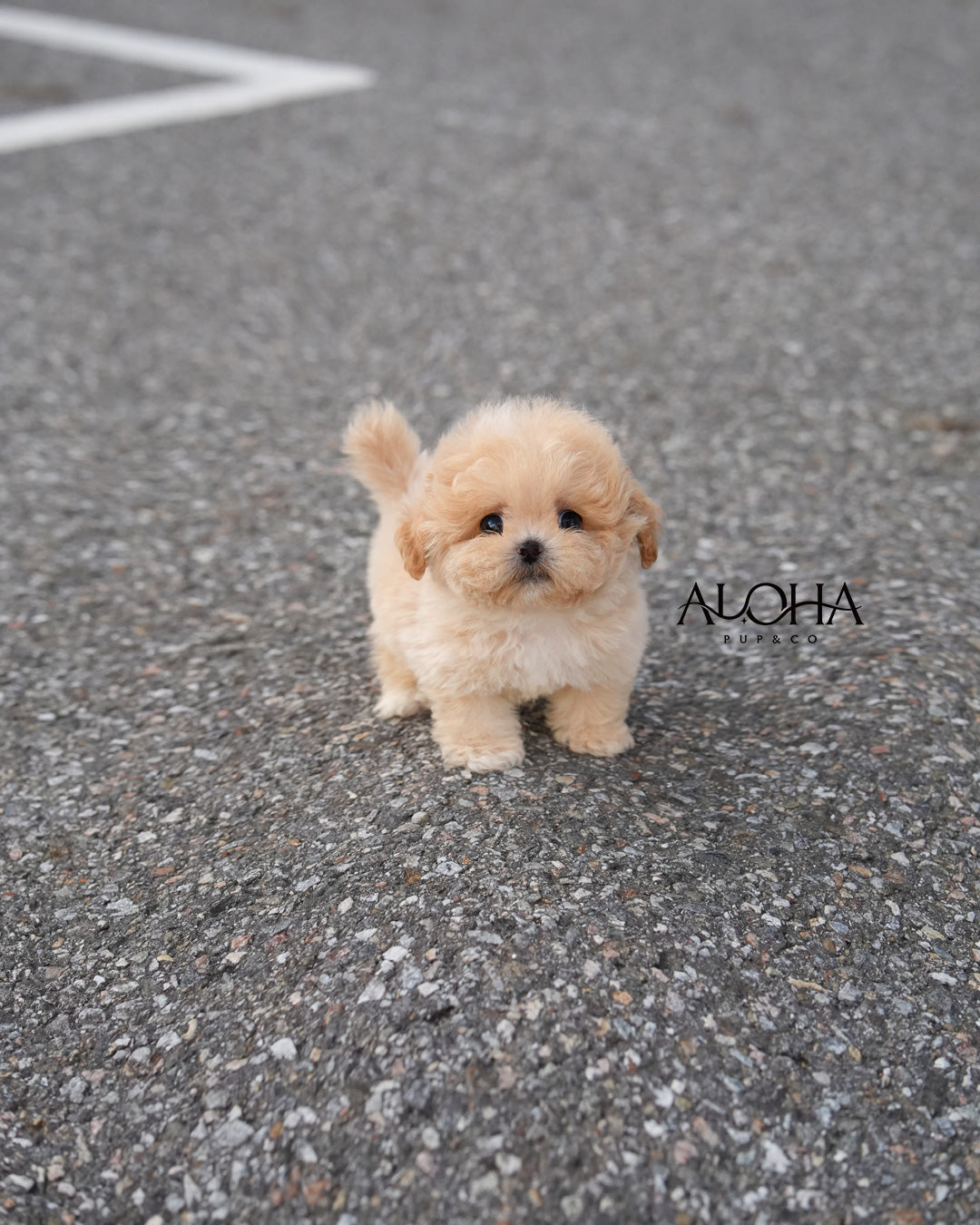 Brick [TEACUP MALTIPOO]