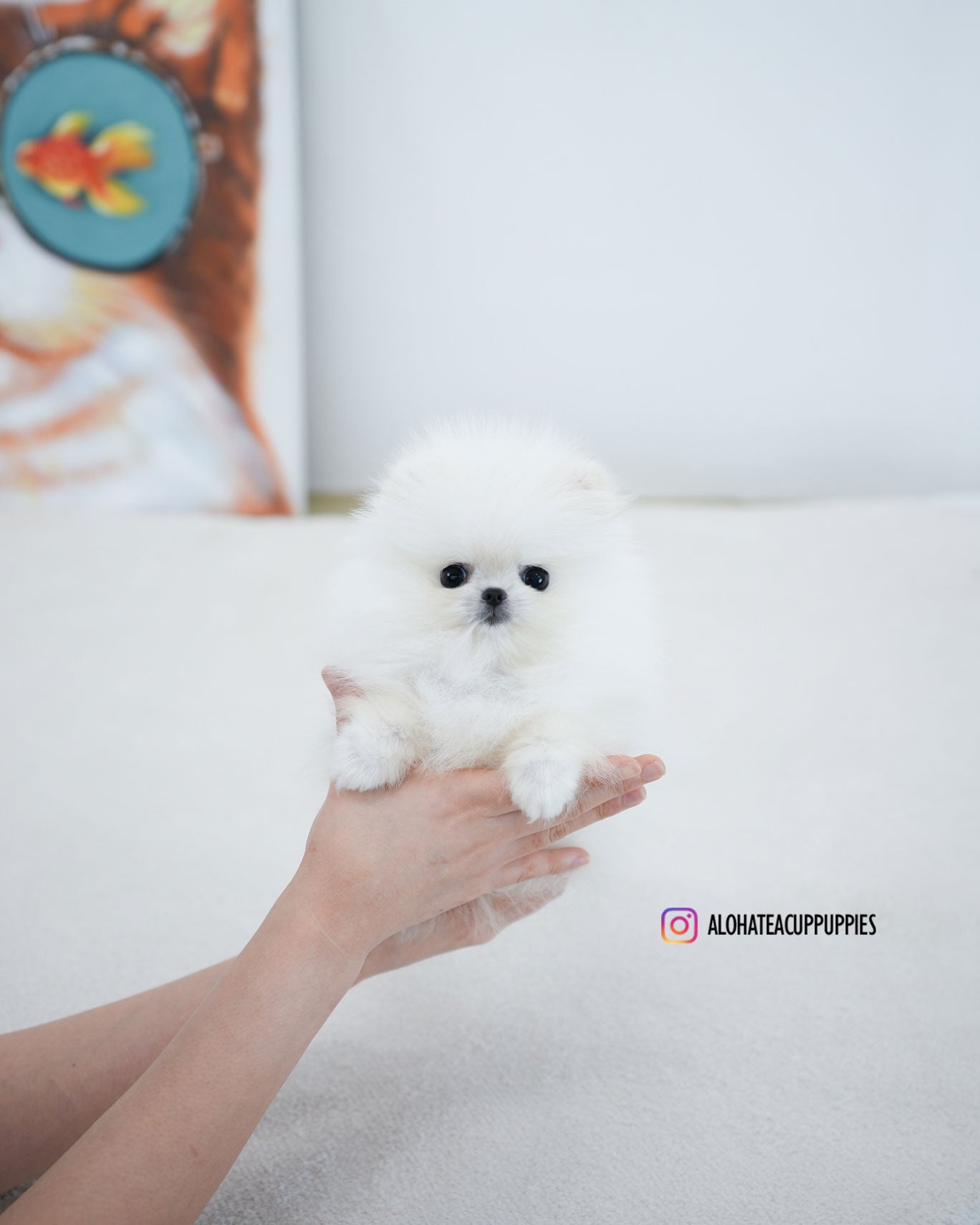 Leche [POMERANIA TAZA DE TÉ]