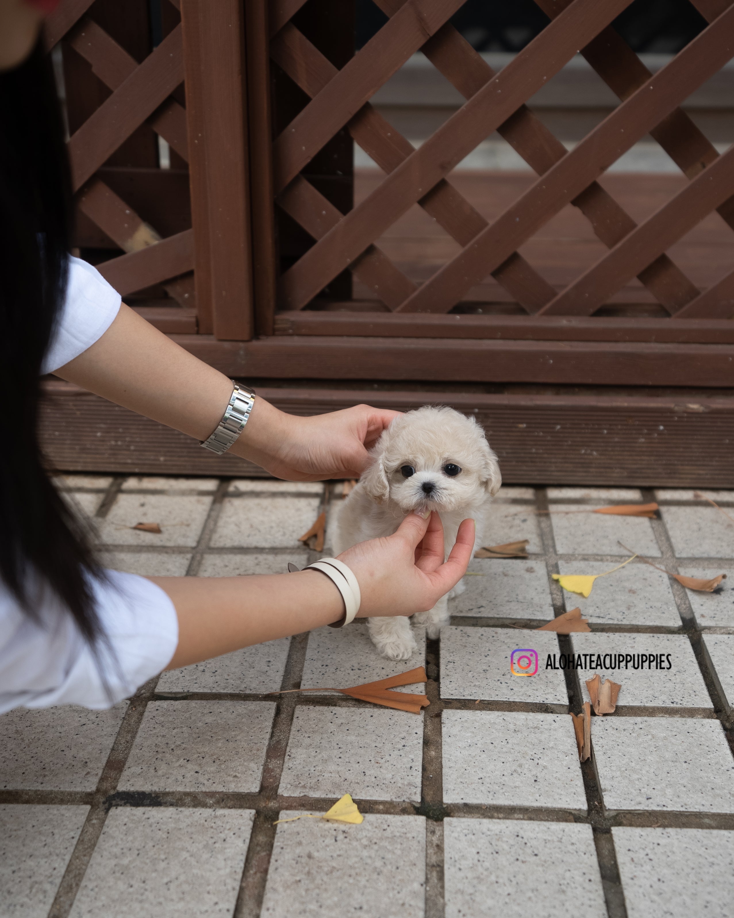 caramel [TEACUP POODLE]