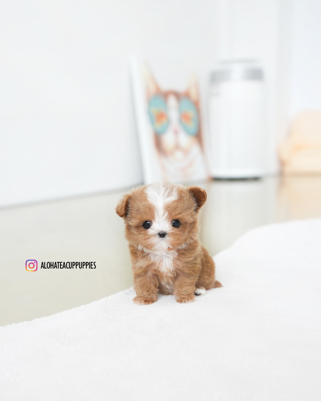 Lime [TEACUP MALTIPOO]