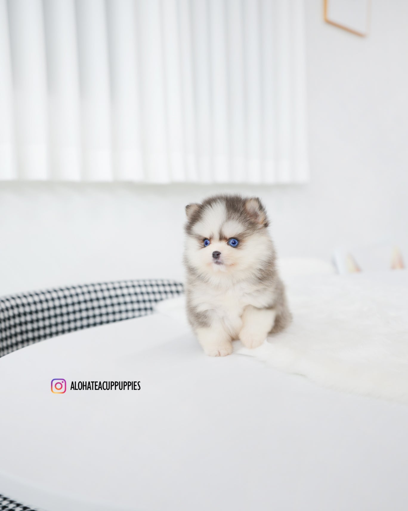Elsa [POMSKY MINIATURA]