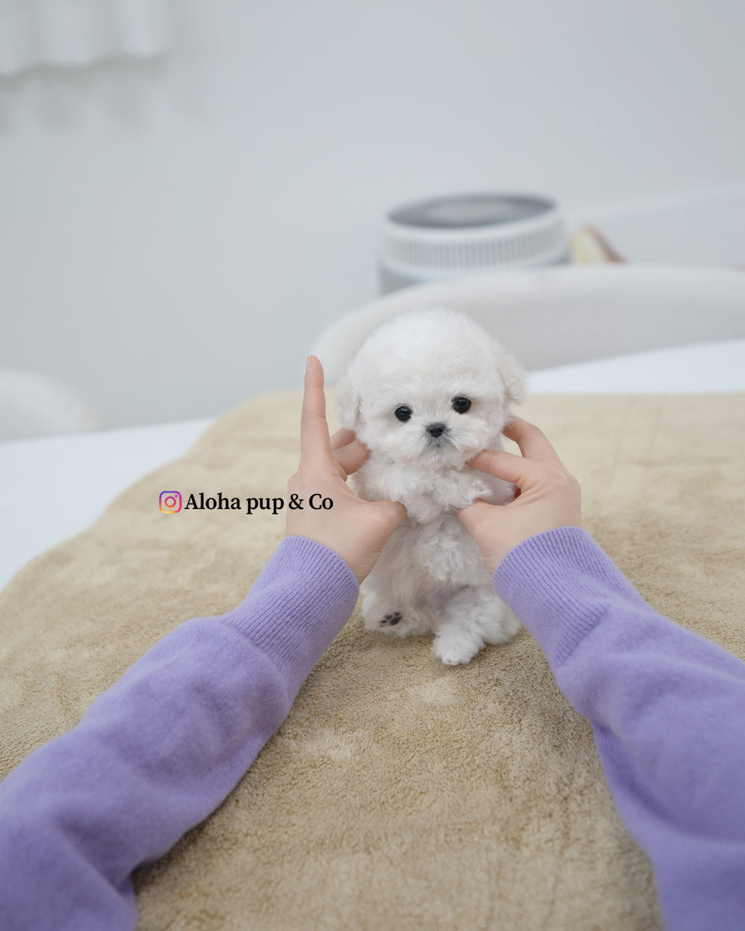 Van [TEACUP BICHON]