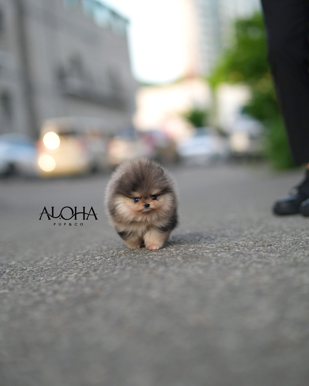 Marni [POMERANIA TAZA DE TÉ]
