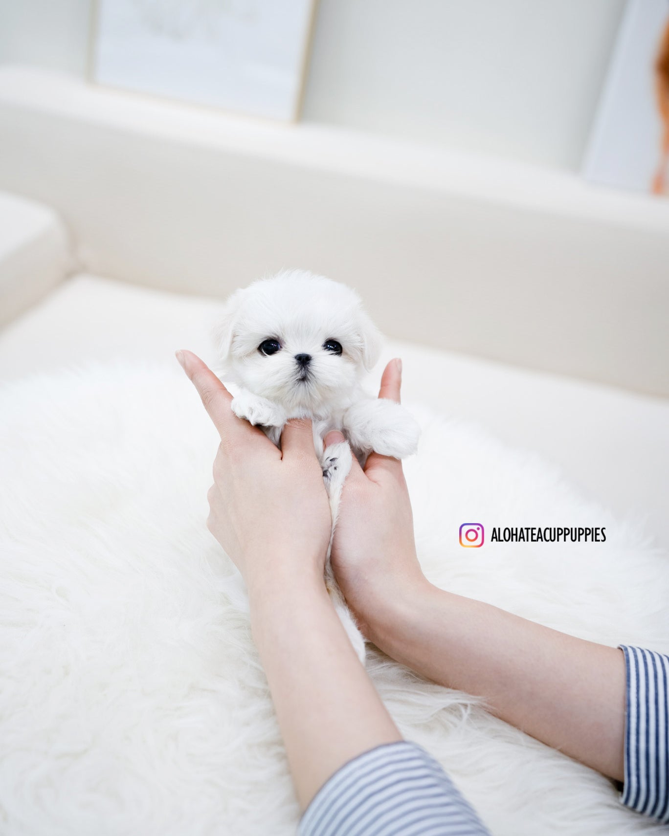 Petit [TEACUP MALTESE]