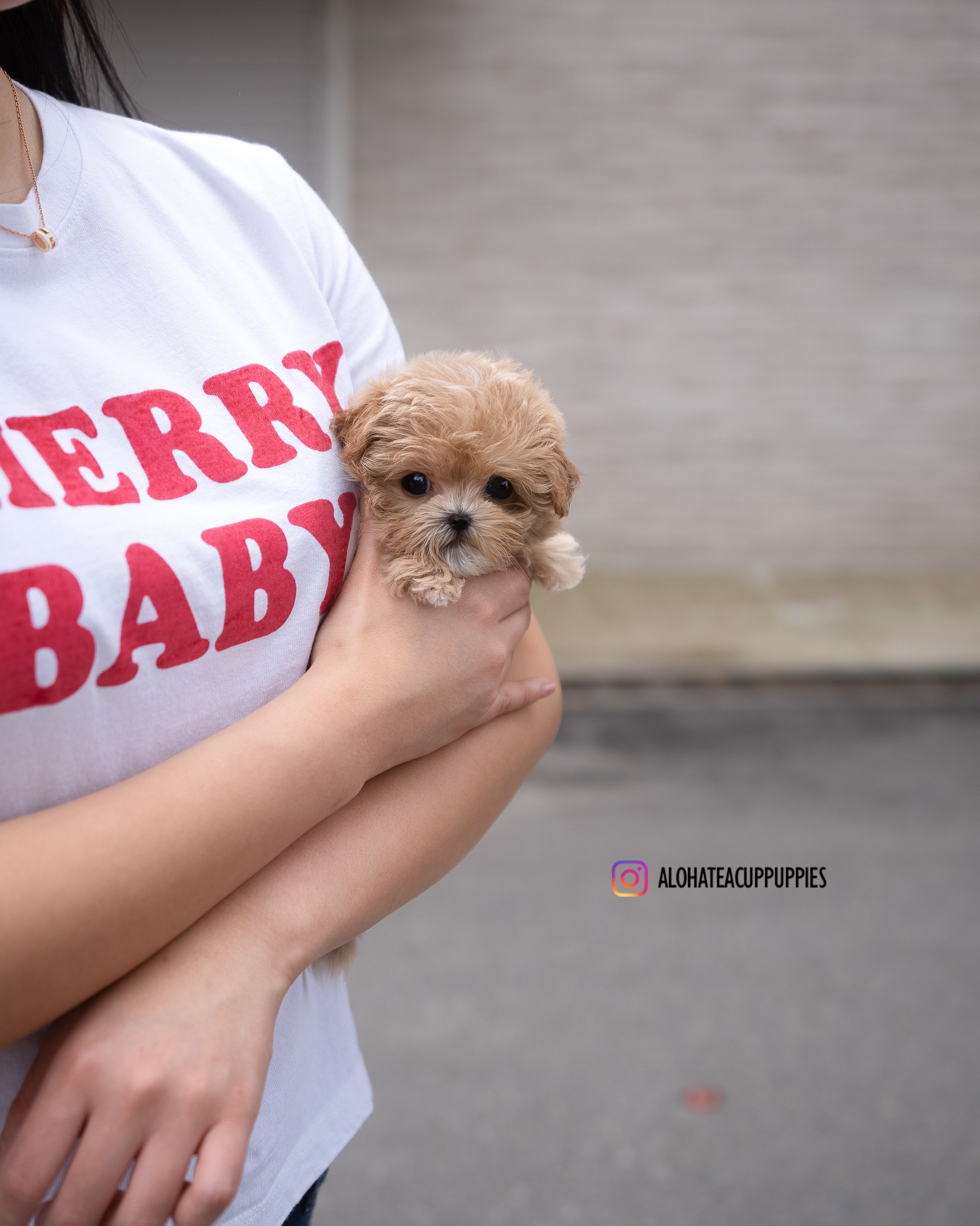 Lucy [TEACUP MALTIPOO]
