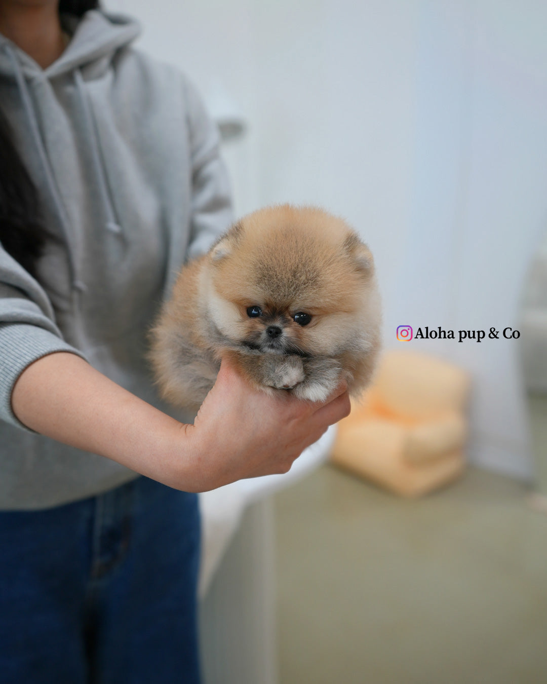 Lexi [POMERANIA TAZA DE TÉ]