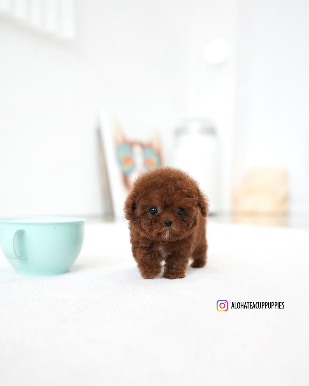 Bree [TEACUP POODLE]