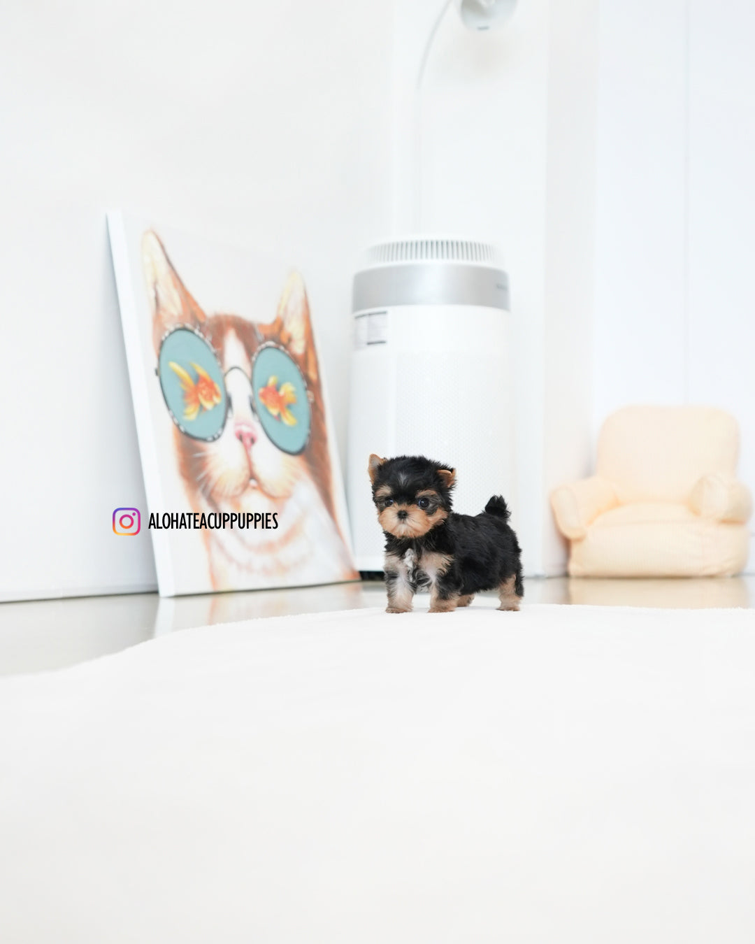 Benji [Teacup YORKIE]