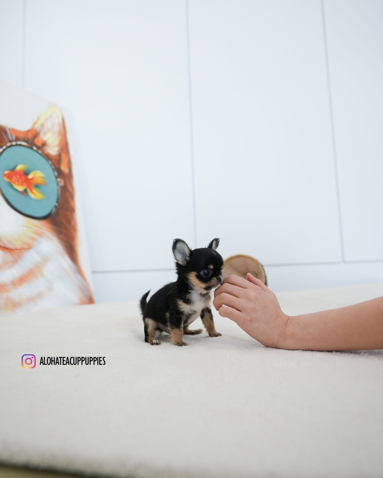 Dewey [TEACUP CHIHUAHUA]