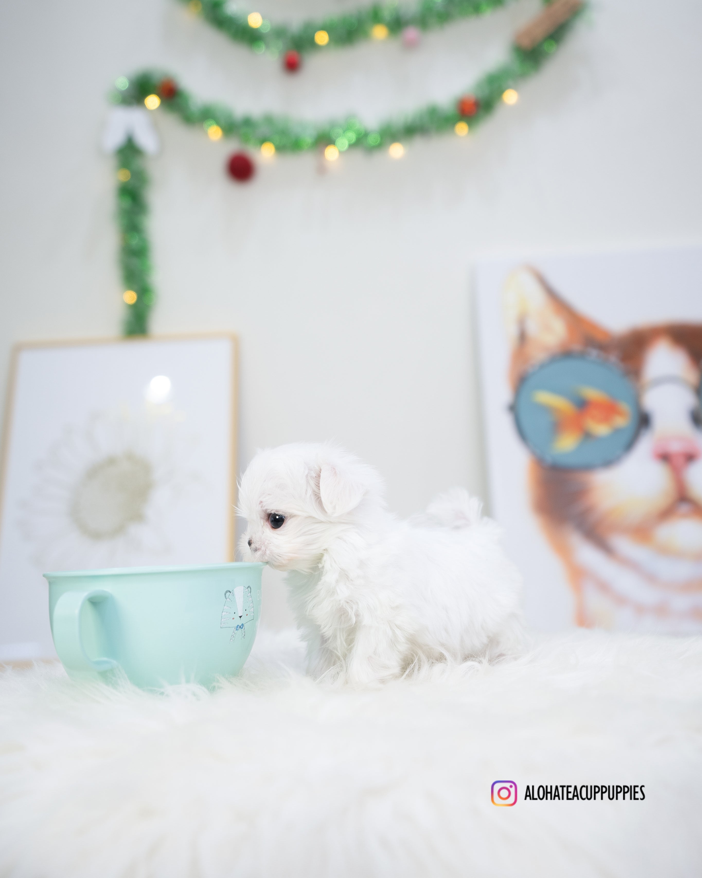 Tiffany [TEACUP MALTESE]