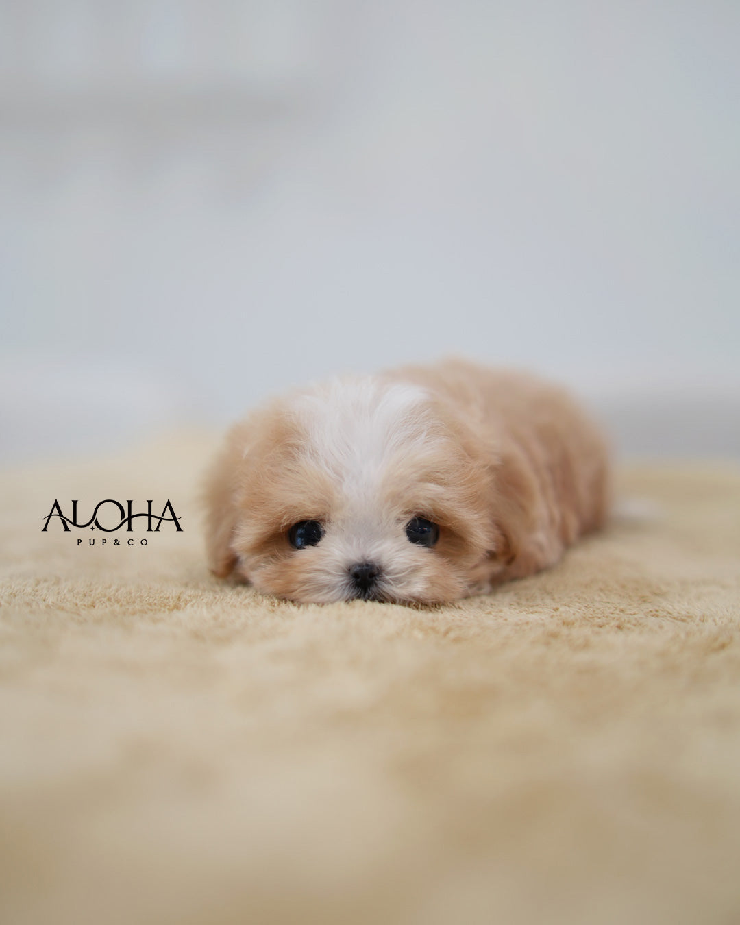 Loro [MALTIPOO TOY]