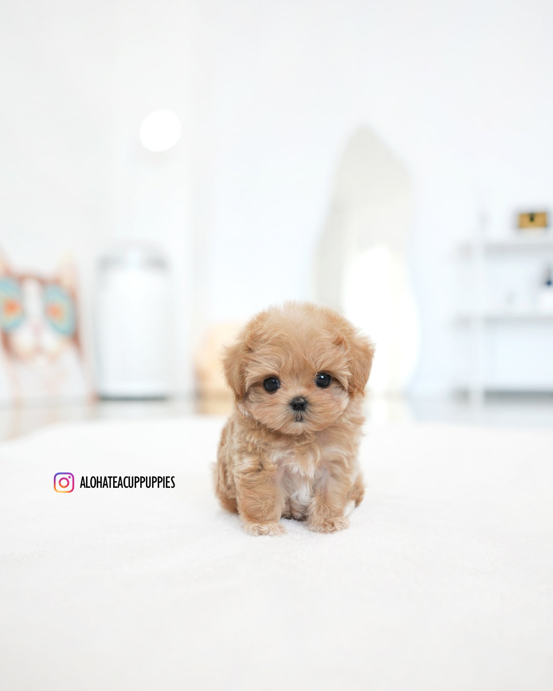 Ivy [TEACUP MALTIPOO]