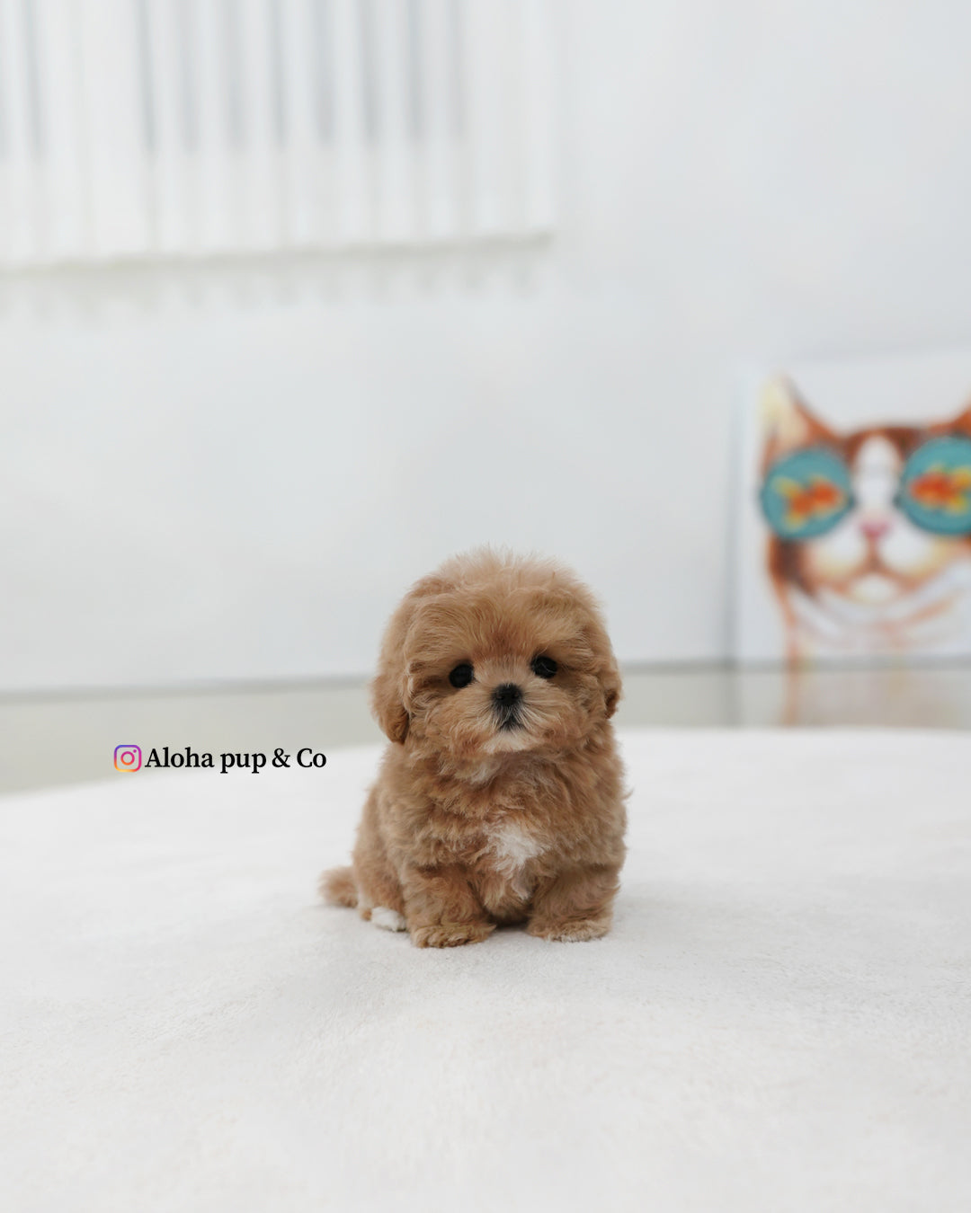Lexi [TEACUP MALTIPOO]