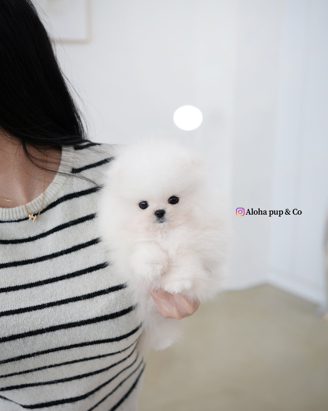 Fiel [POMERANIA TAZA DE TÉ]
